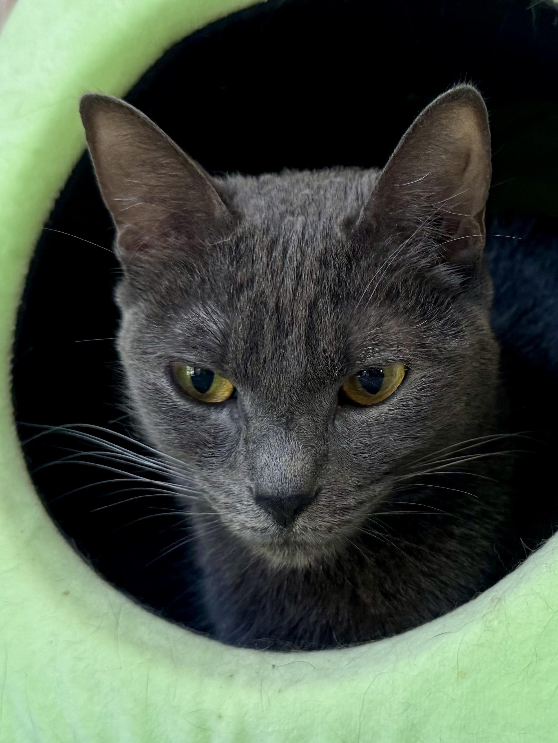 Willow (quiet / gentle / independent), Adult Female unknown
