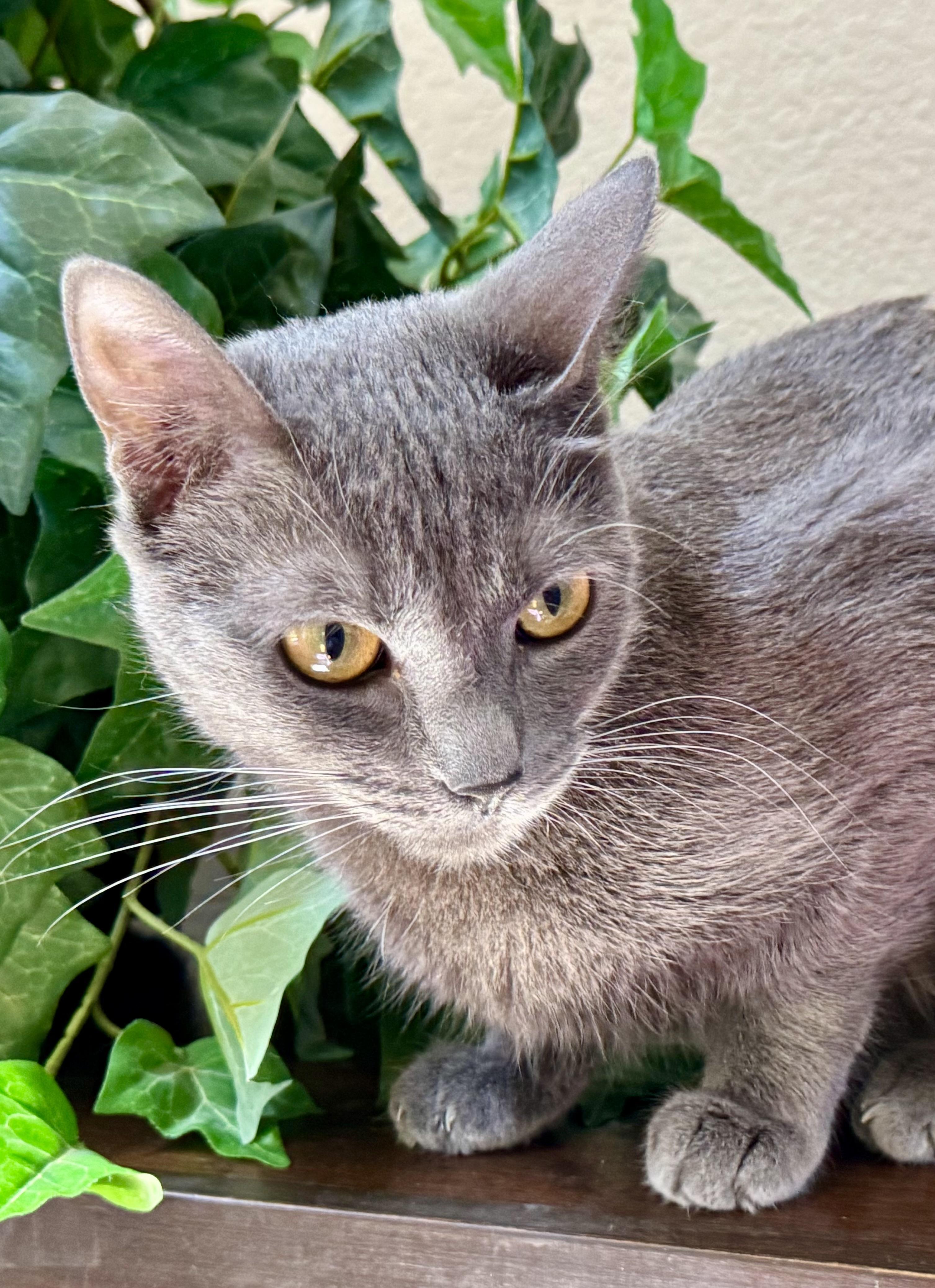 Willow (quiet / gentle / independent) photo 4