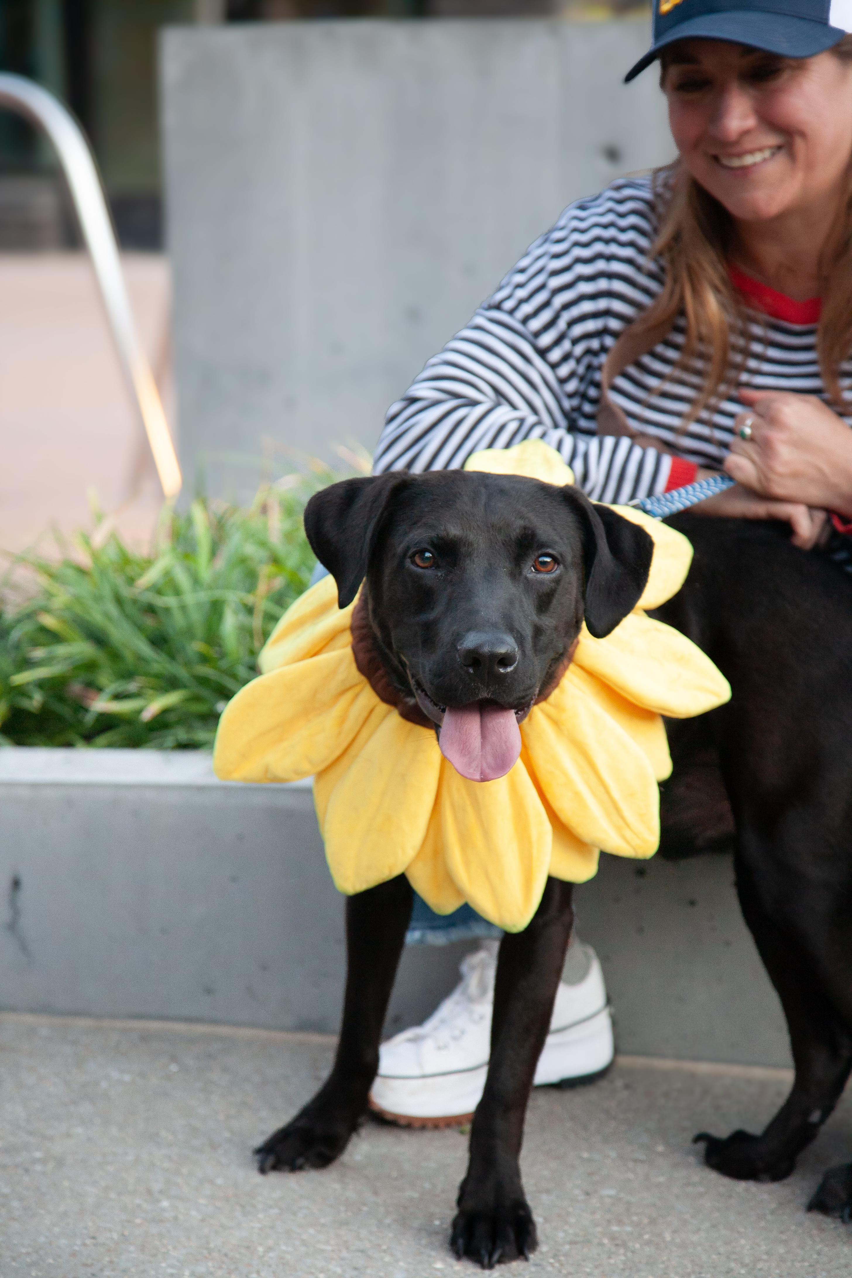 Buddy, Adoptable, Young Male Labrador Retriever & American Staffordshire Terrier.