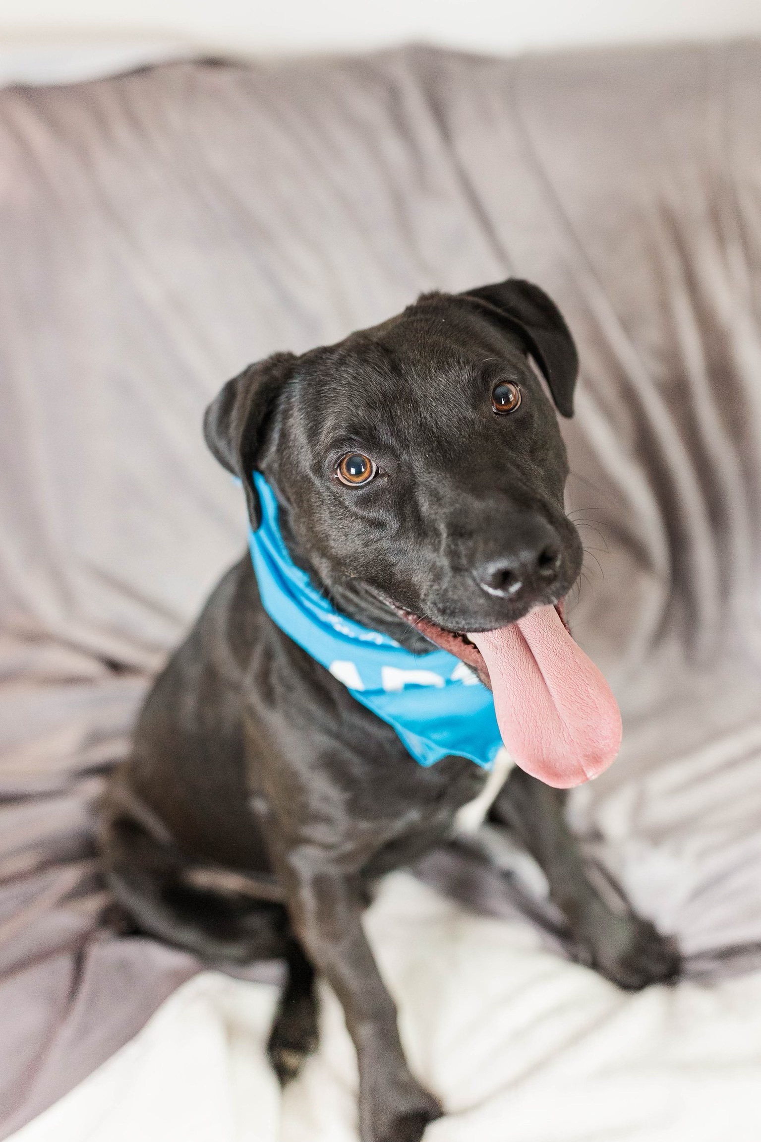 Buddy, a Adoptable mixed breed in Murfreesboro, TN image 5/6