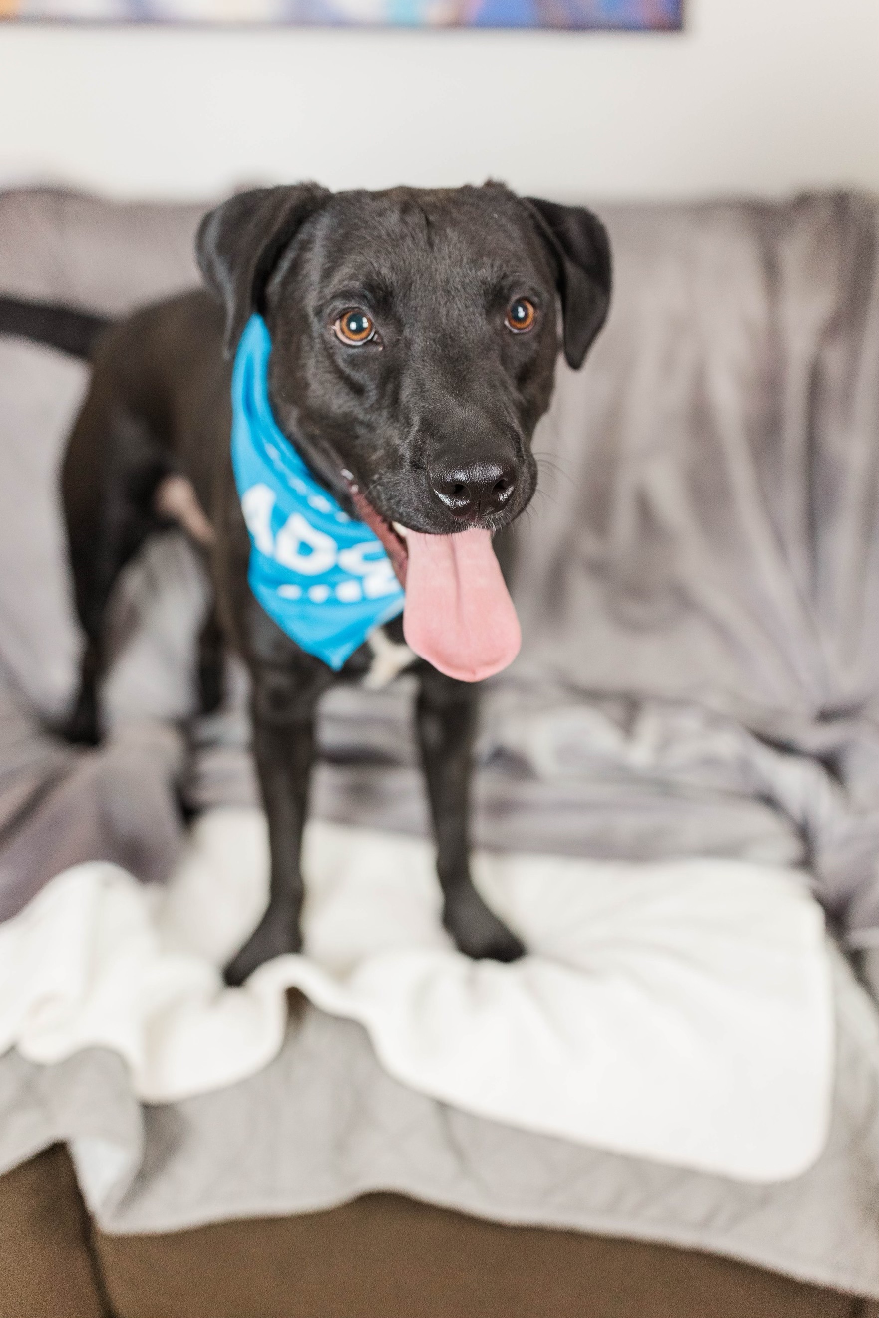 Buddy, a Adoptable mixed breed in Murfreesboro, TN image 6/6
