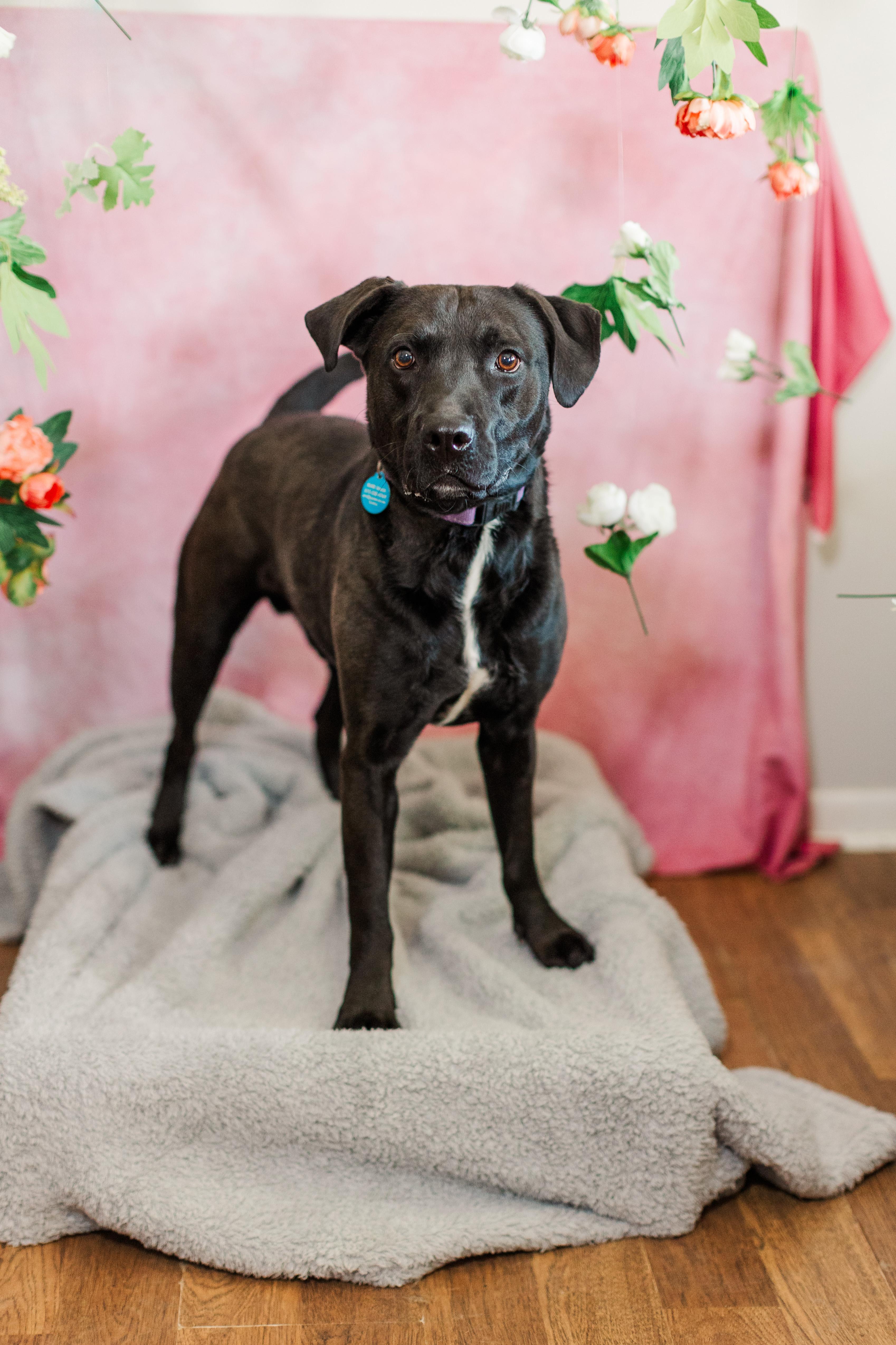 Buddy, a Adoptable mixed breed in Murfreesboro, TN image 3/6