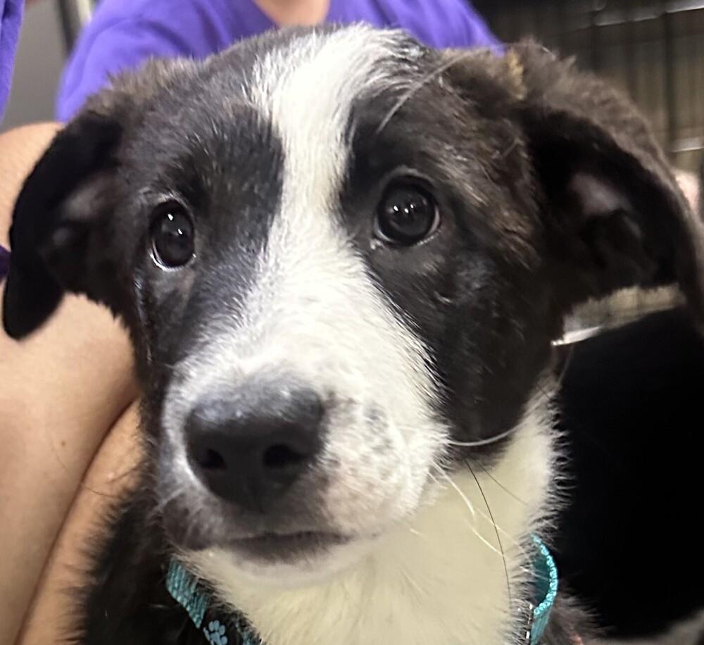 Enlarge Fawn Teal Collar, a Adoptable mixed breed in Anoka, MN image 1/1