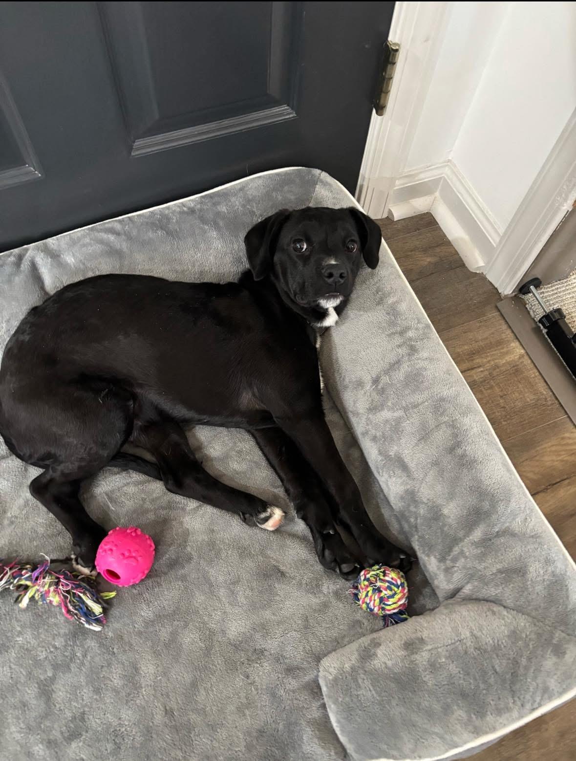 Foxy, ADOPTABLE, Puppy Female Puggle.