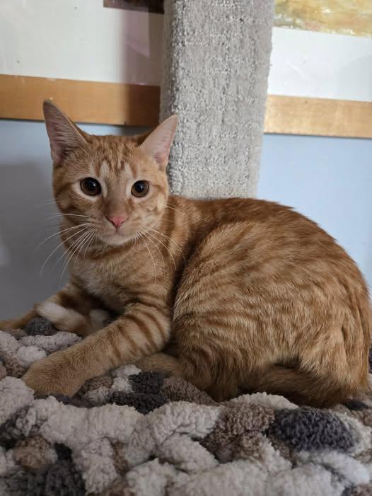 Enlarge Mystery Science Theater 3000, a Adoptable Domestic Short Hair in Wilmington, NC image 1/1