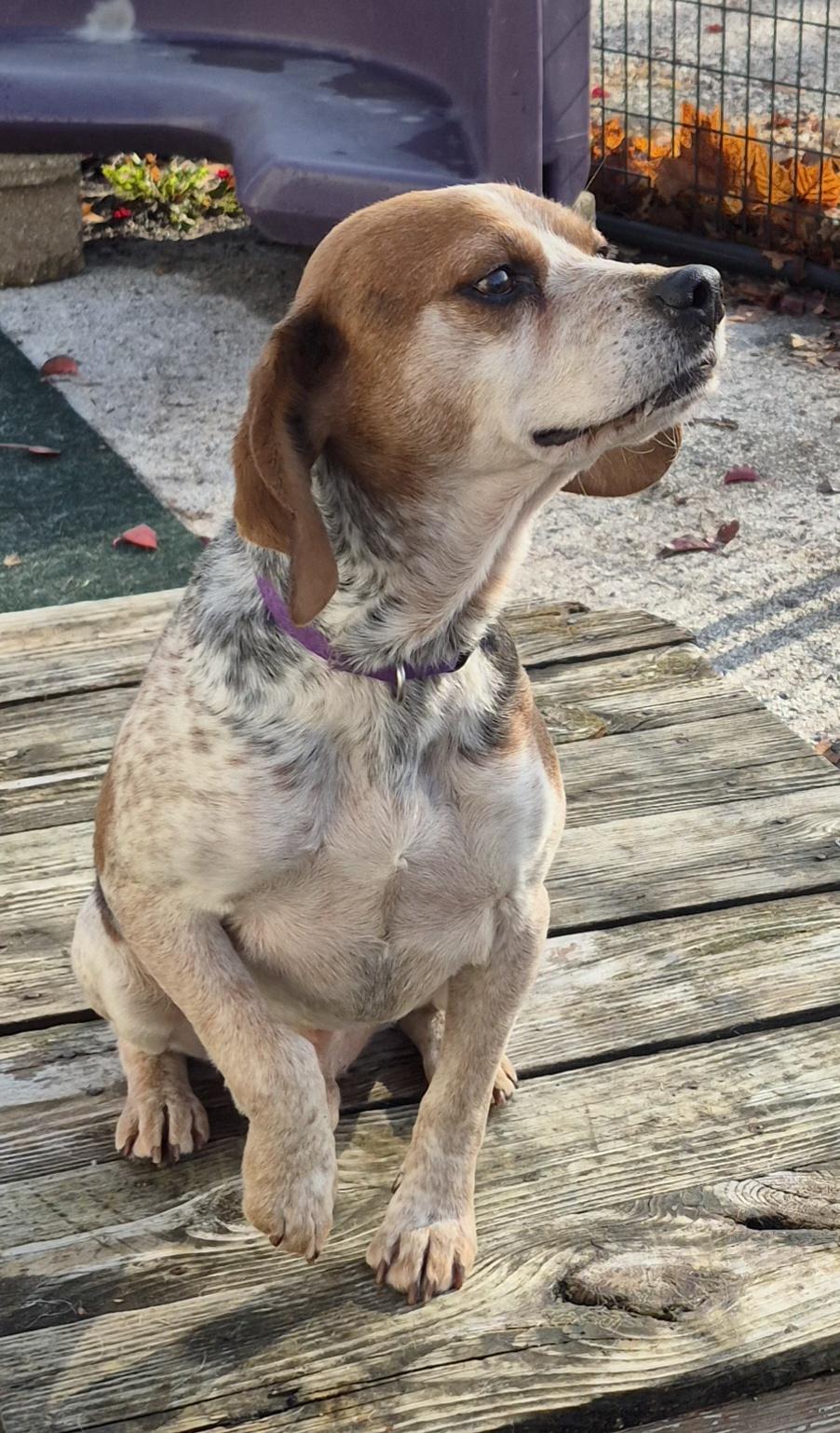 Ollie , ADOPTABLE, Young Male Beagle.