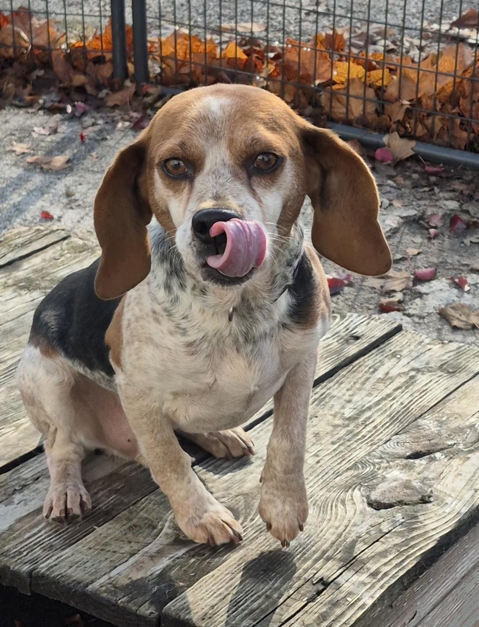 Enlarge Ollie , a ADOPTABLE Beagle in Winchester, IL image 2/3