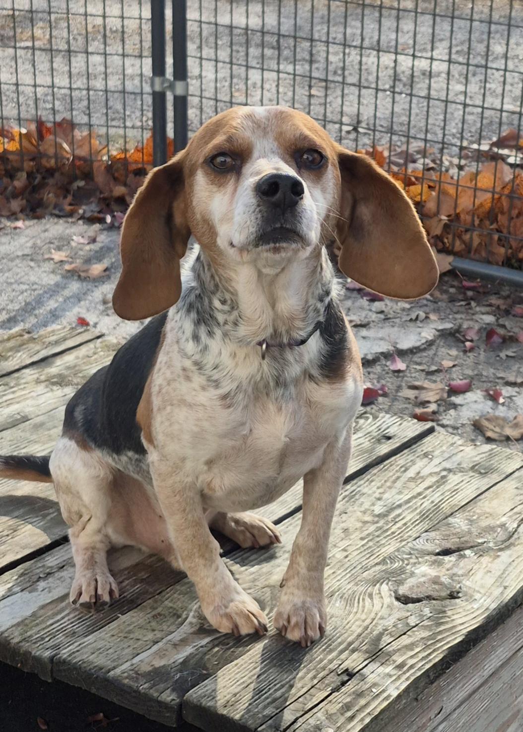 Enlarge Ollie , a ADOPTABLE Beagle in Winchester, IL image 3/3