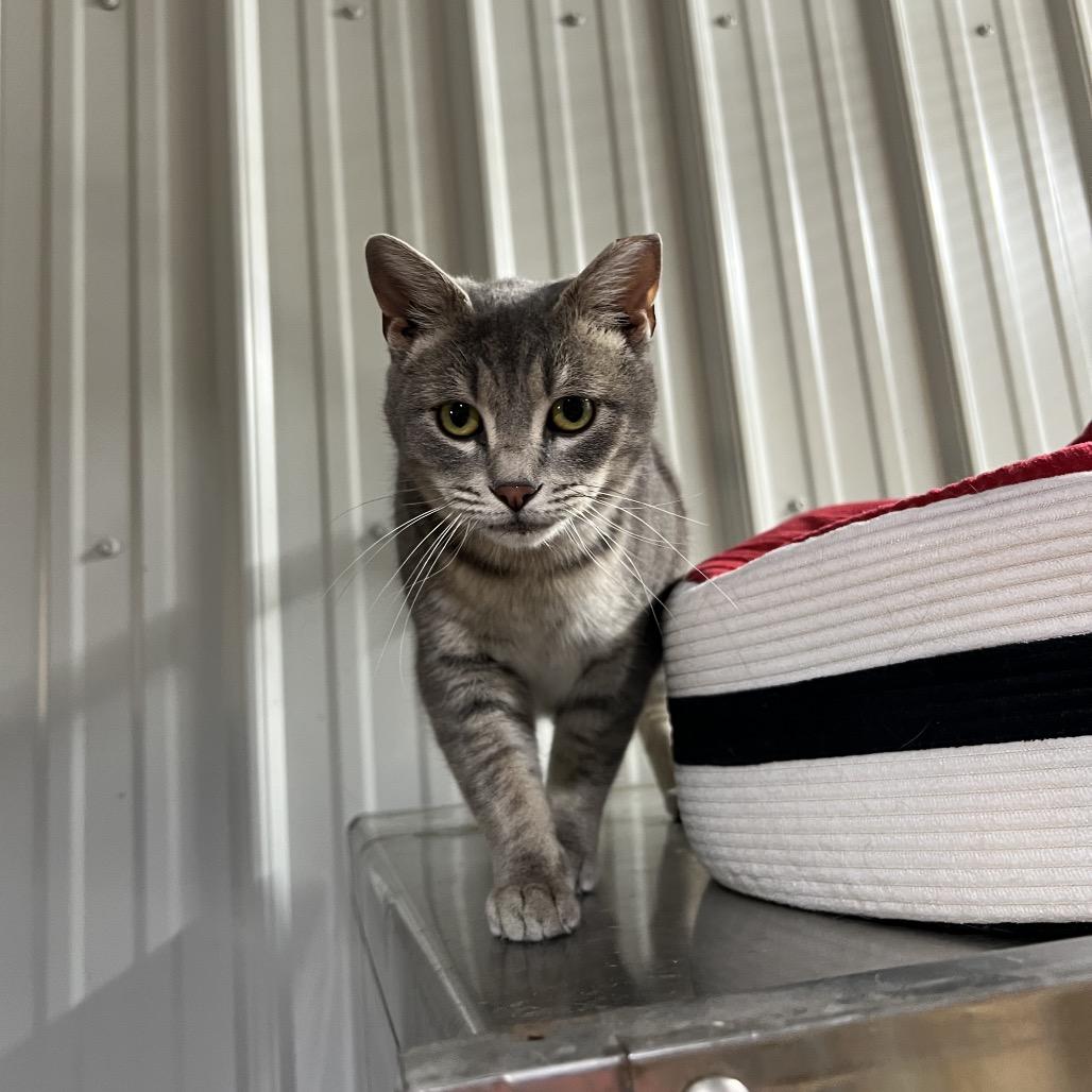Enlarge Charlotte, a Adoptable Domestic Short Hair in Blairsville, GA image 1/5