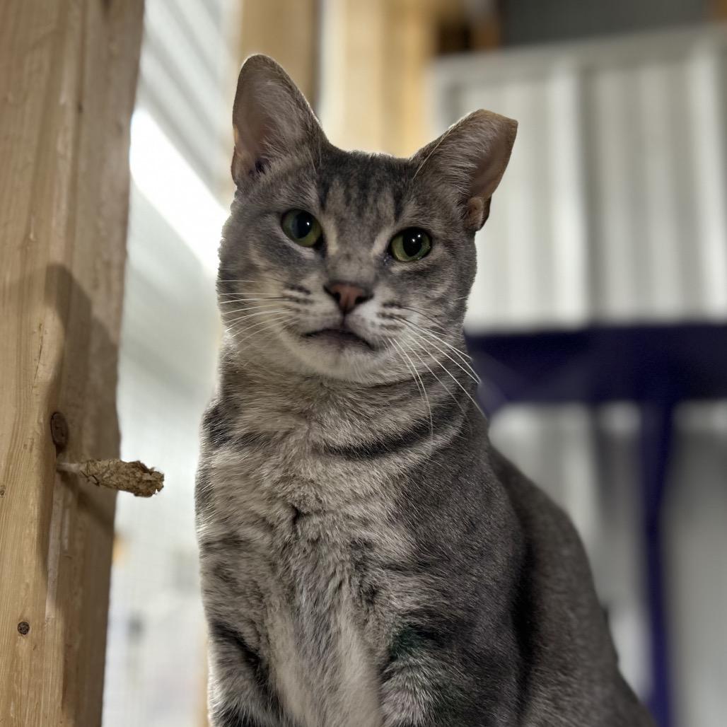 Enlarge Charlotte, a Adoptable Domestic Short Hair in Blairsville, GA image 2/5