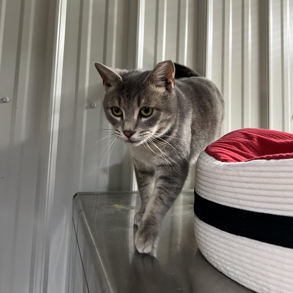 Enlarge Charlotte, a Adoptable Domestic Short Hair in Blairsville, GA image 3/5