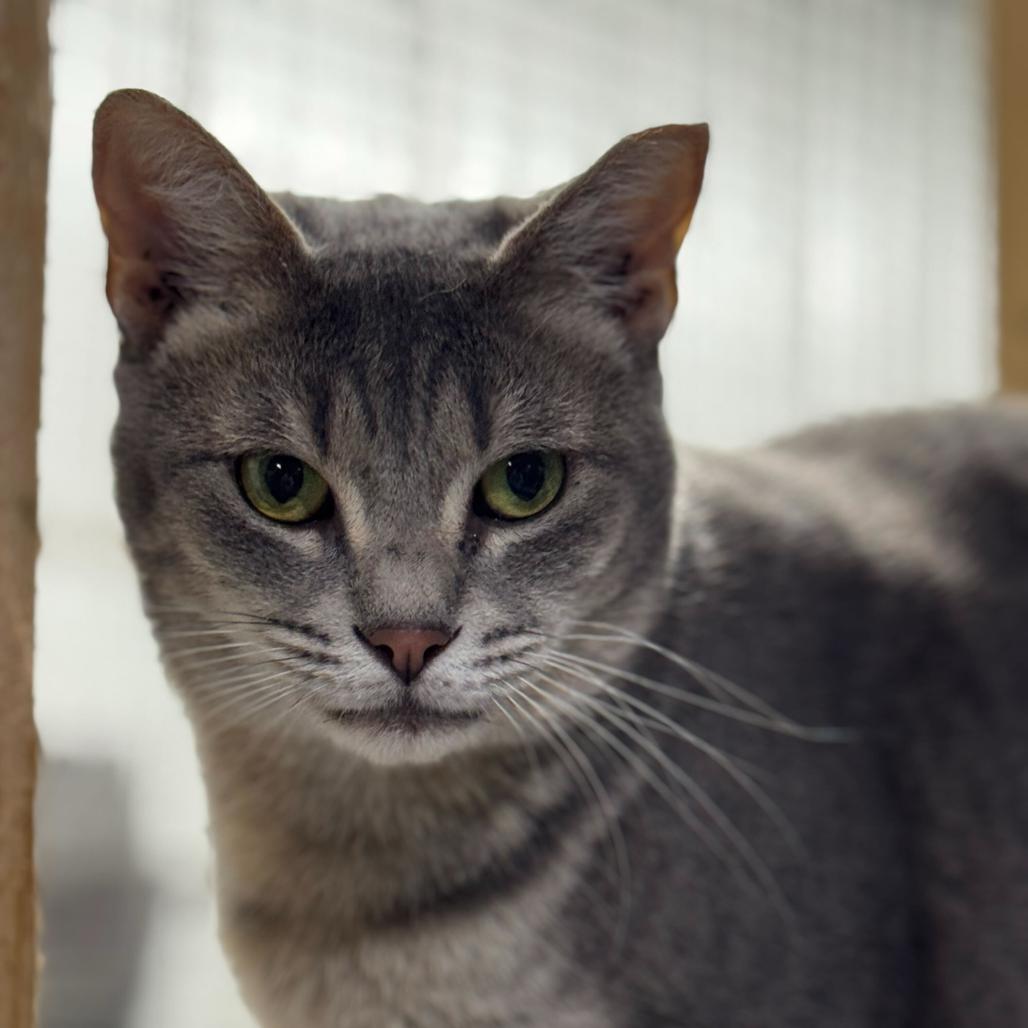 Enlarge Charlotte, a Adoptable Domestic Short Hair in Blairsville, GA image 4/5