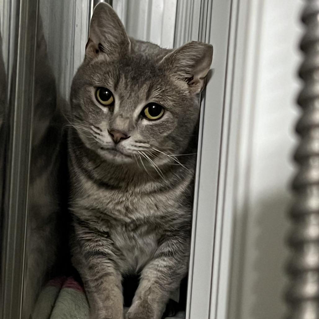 Enlarge Charlotte, a Adoptable Domestic Short Hair in Blairsville, GA image 5/5