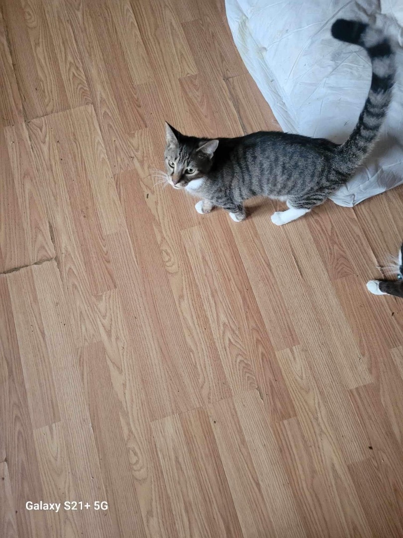 Thumper , Adoptable, Young Male Domestic Short Hair.