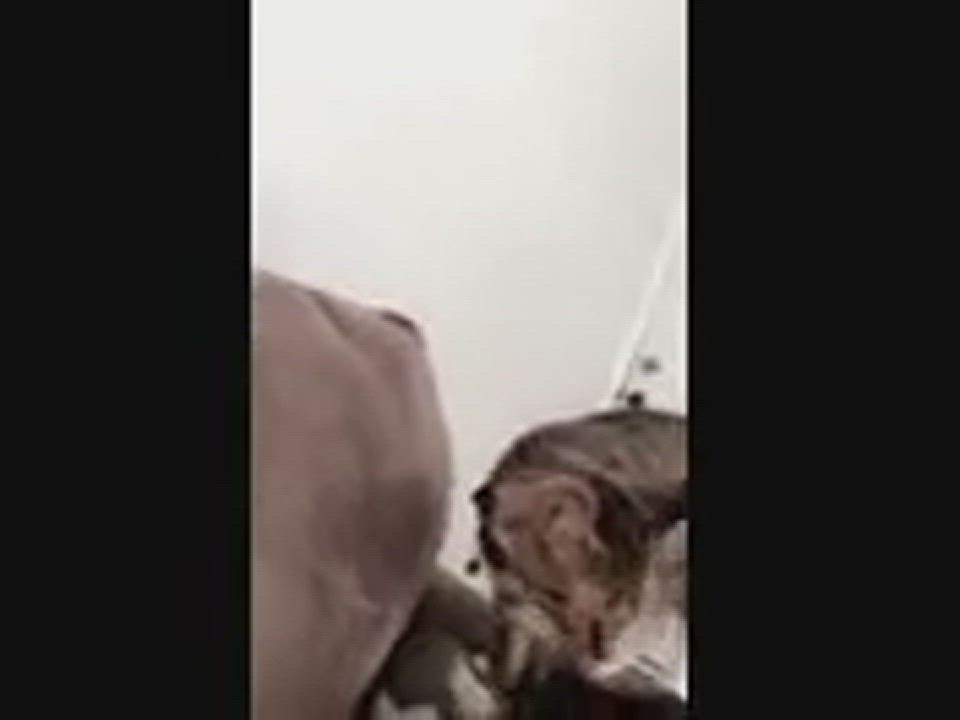 Enlarge Thumper , a Adoptable Domestic Short Hair in Trinity, NC video 3/3