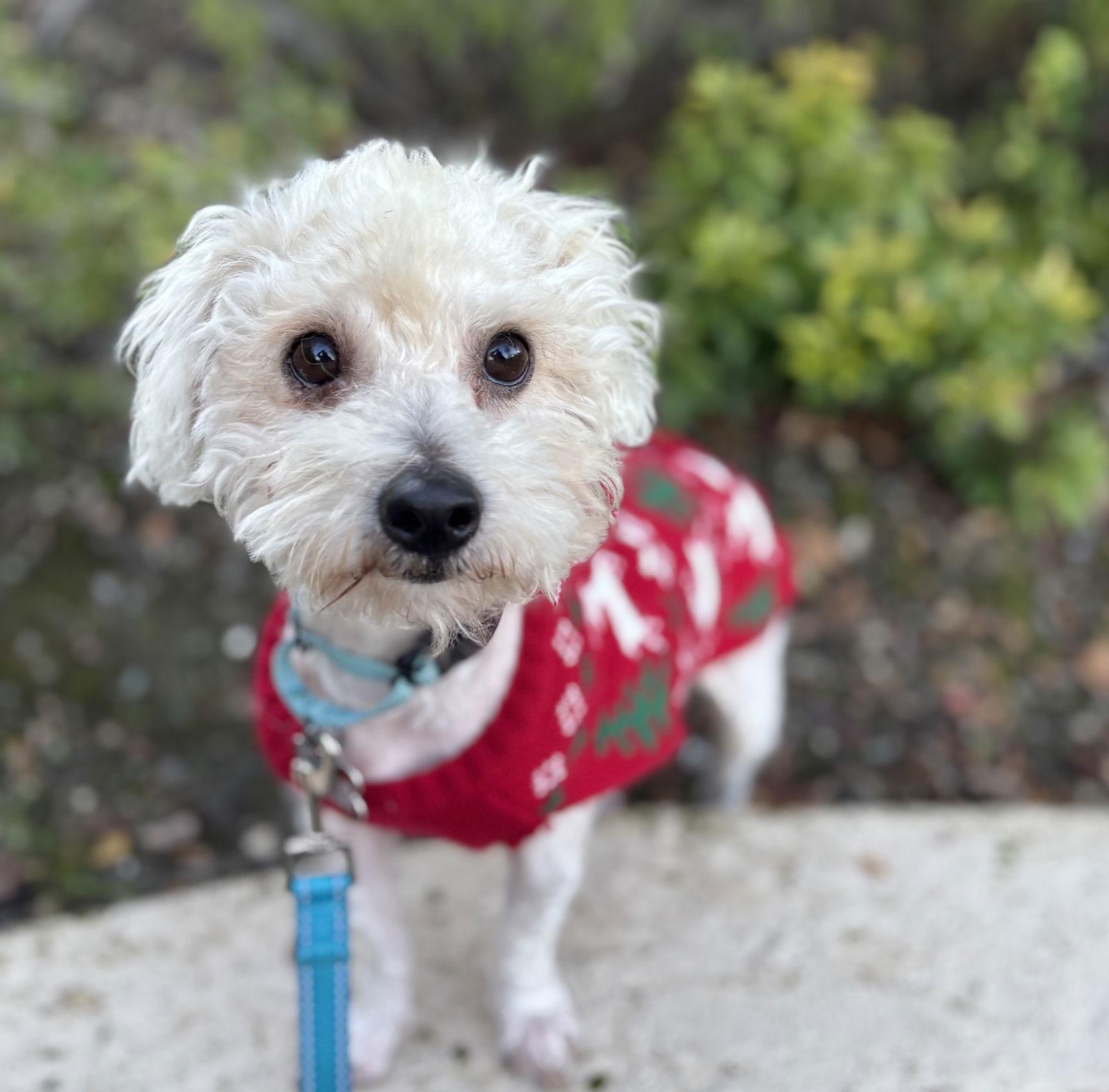 Butterbeer, Adoptable, Adult Male Maltese & Poodle.