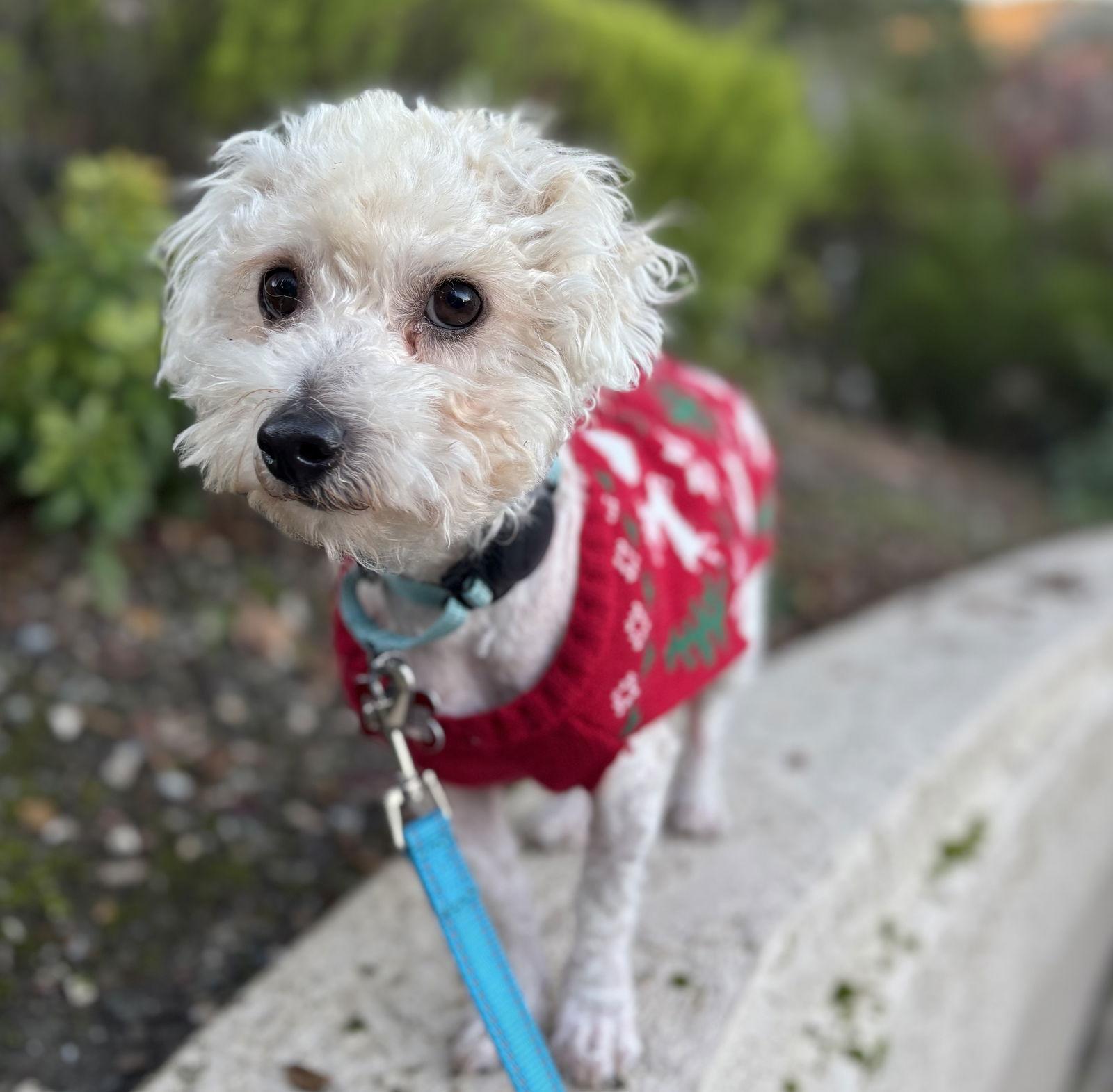 Butterbeer, a Adoptable mixed breed in Palo Alto, CA image 2/2