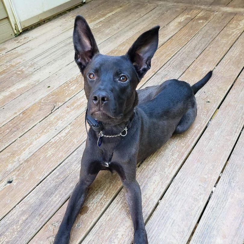 Rico, Adoptable, Adult Male Belgian Shepherd / Malinois & American Staffordshire Terrier.