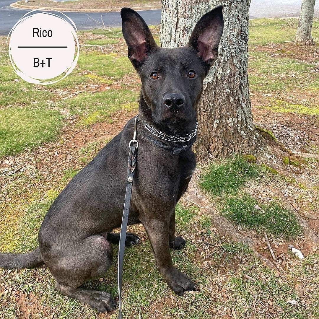 Enlarge Rico, a Adoptable mixed breed in Roswell, GA image 4/179