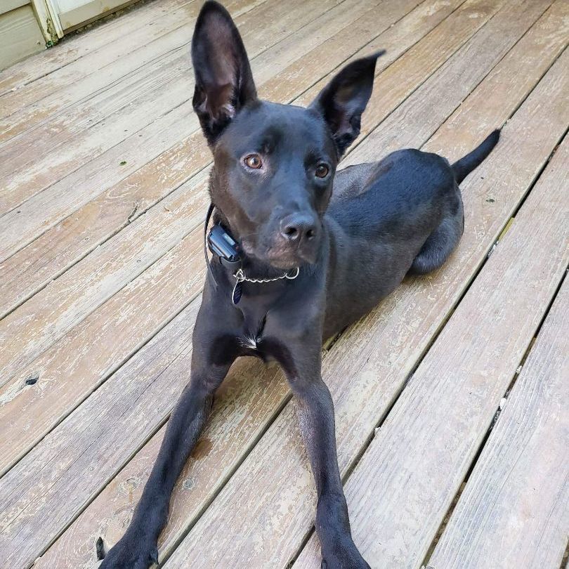 Enlarge Rico, a Adoptable mixed breed in Roswell, GA image 5/179