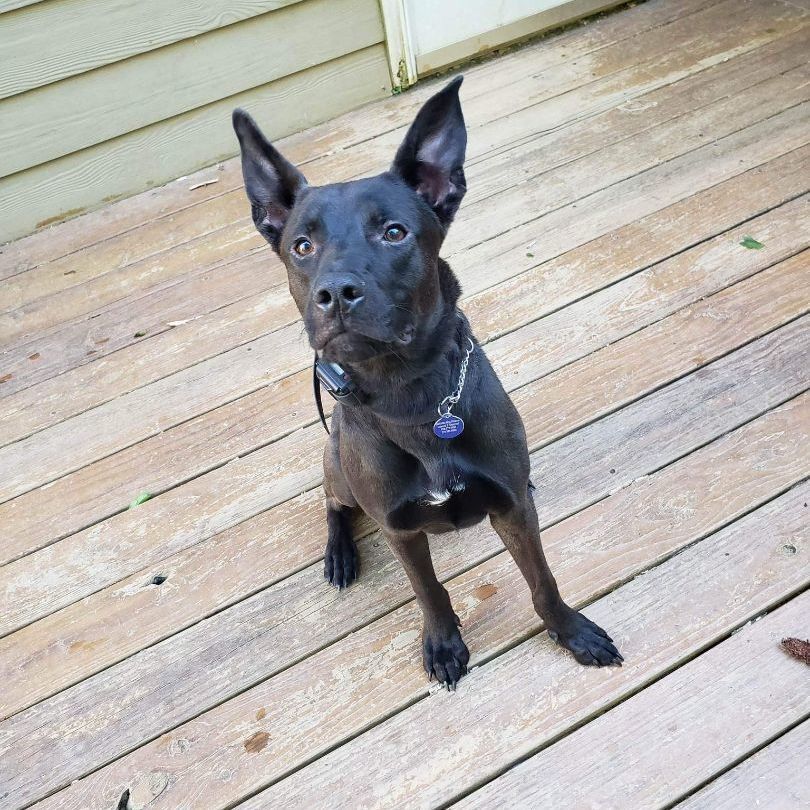 Enlarge Rico, a Adoptable mixed breed in Roswell, GA image 6/179