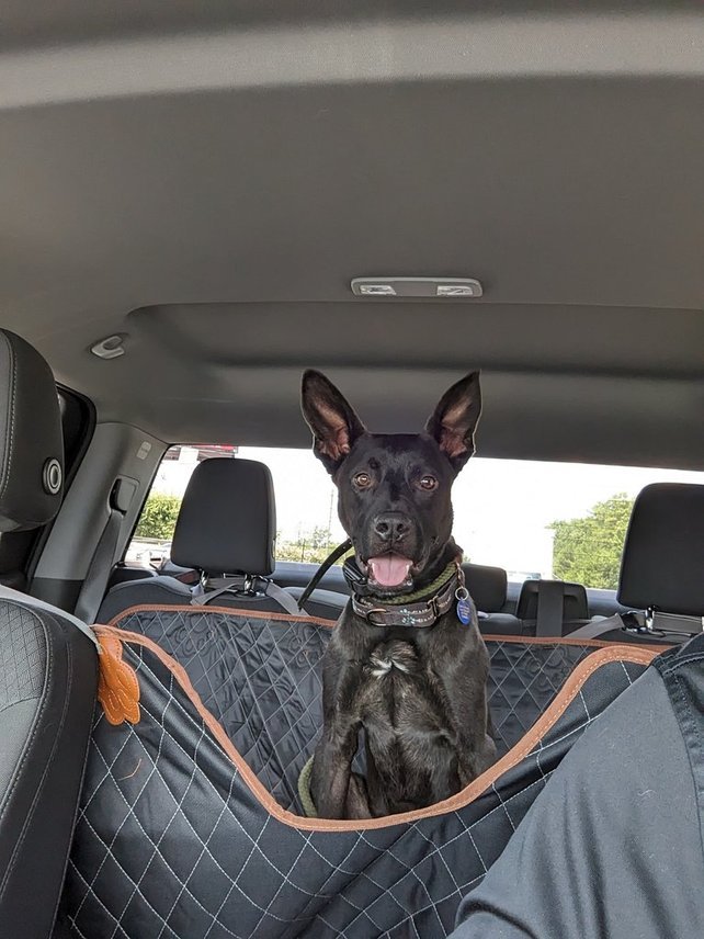 Enlarge Rico, a Adoptable mixed breed in Roswell, GA image 9/179