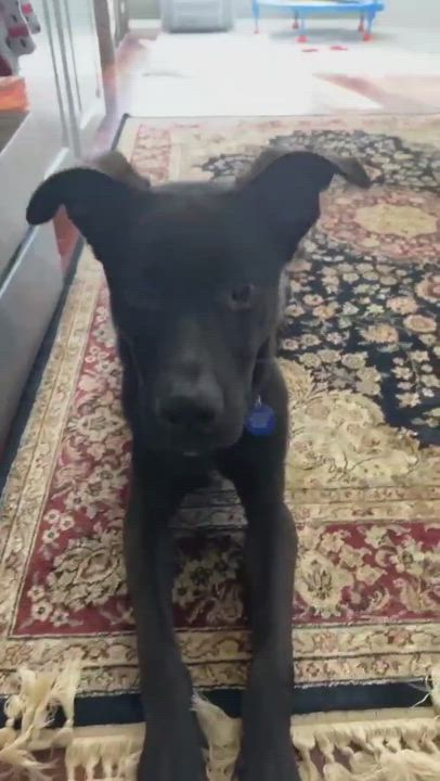 Enlarge Rico, a Adoptable mixed breed in Roswell, GA video 179/179