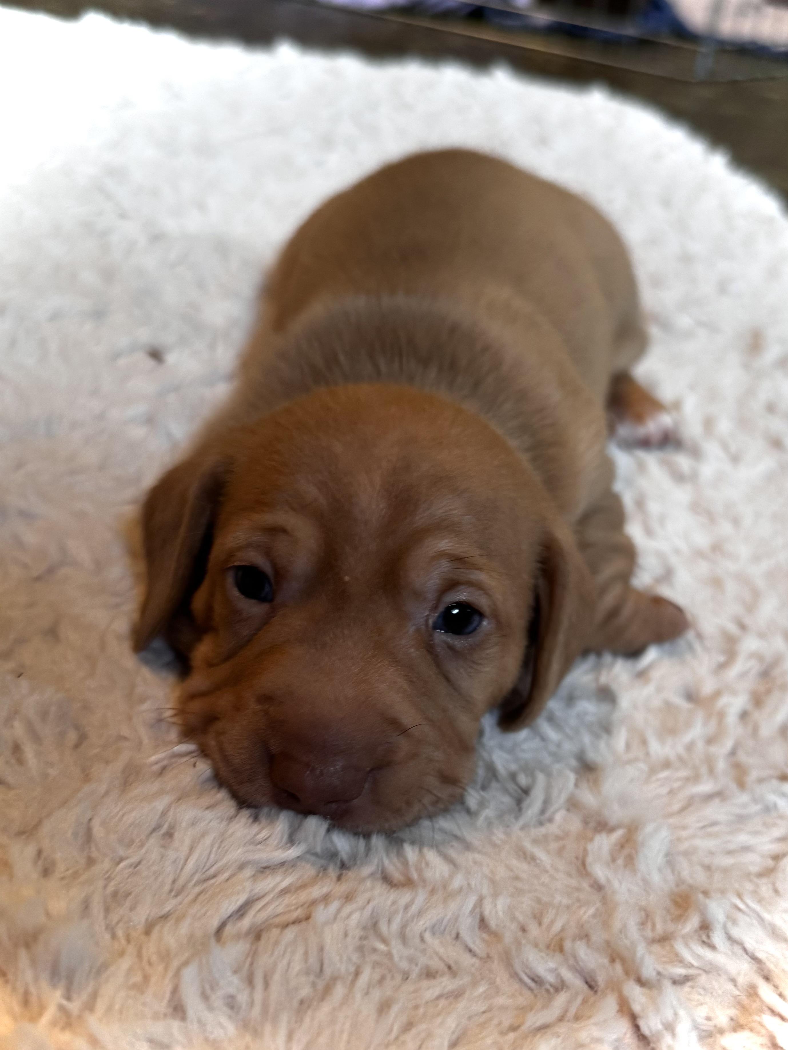 Peppermint, Adoptable, Puppy Female Labrador Retriever & Miniature Schnauzer.