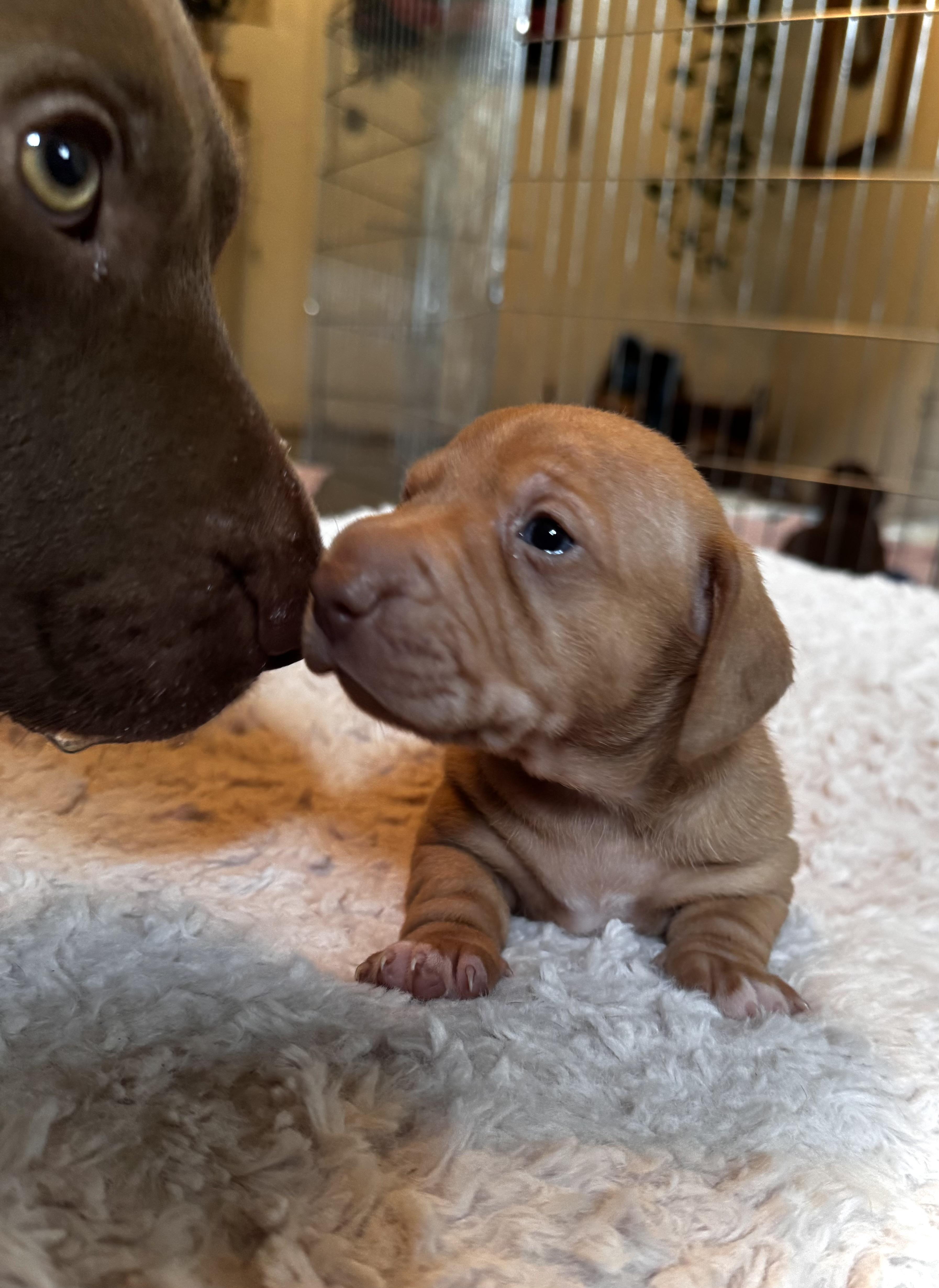 Enlarge Peppermint, a Adoptable mixed breed in Arcata , CA image 4/6