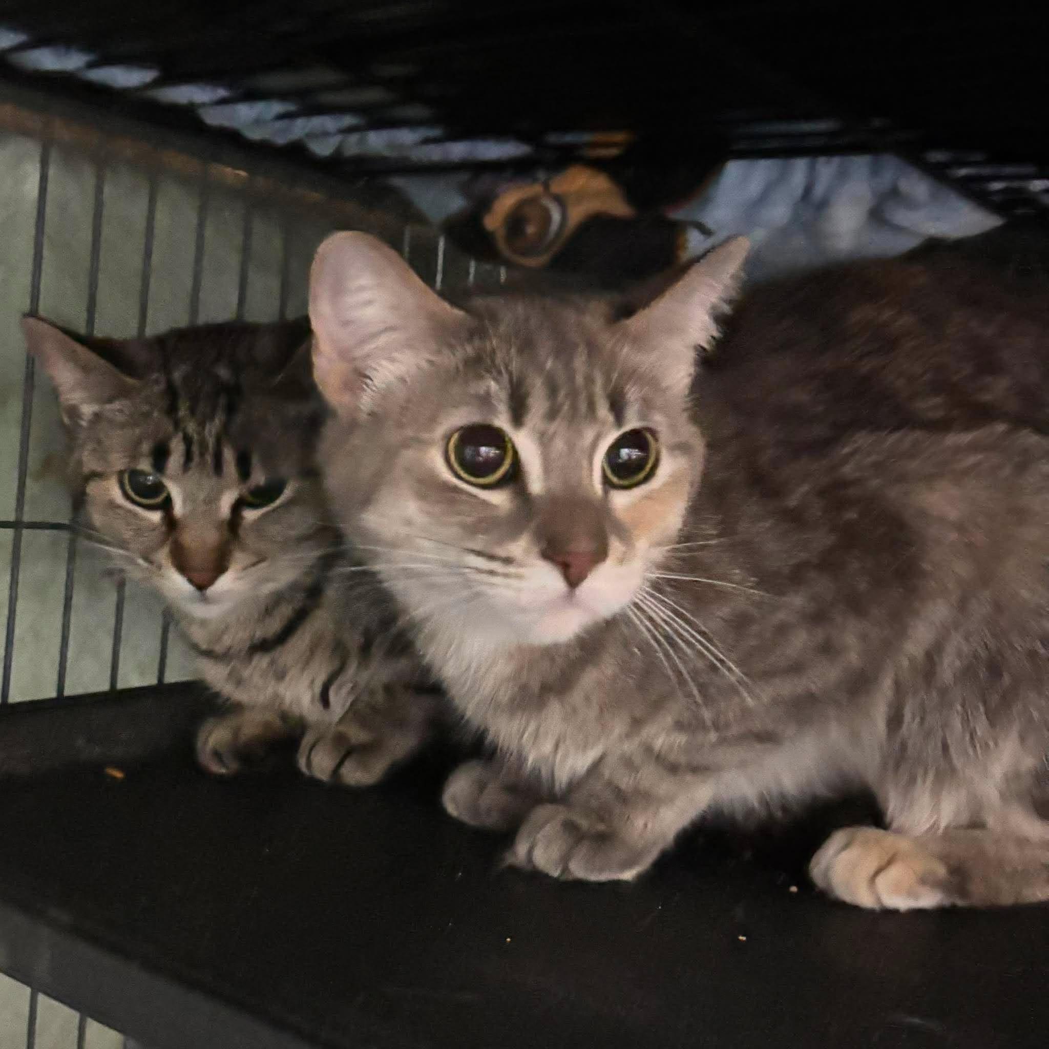 Enlarge HERA, a Adoptable Domestic Short Hair in Tillsonburg, ON image 3/3