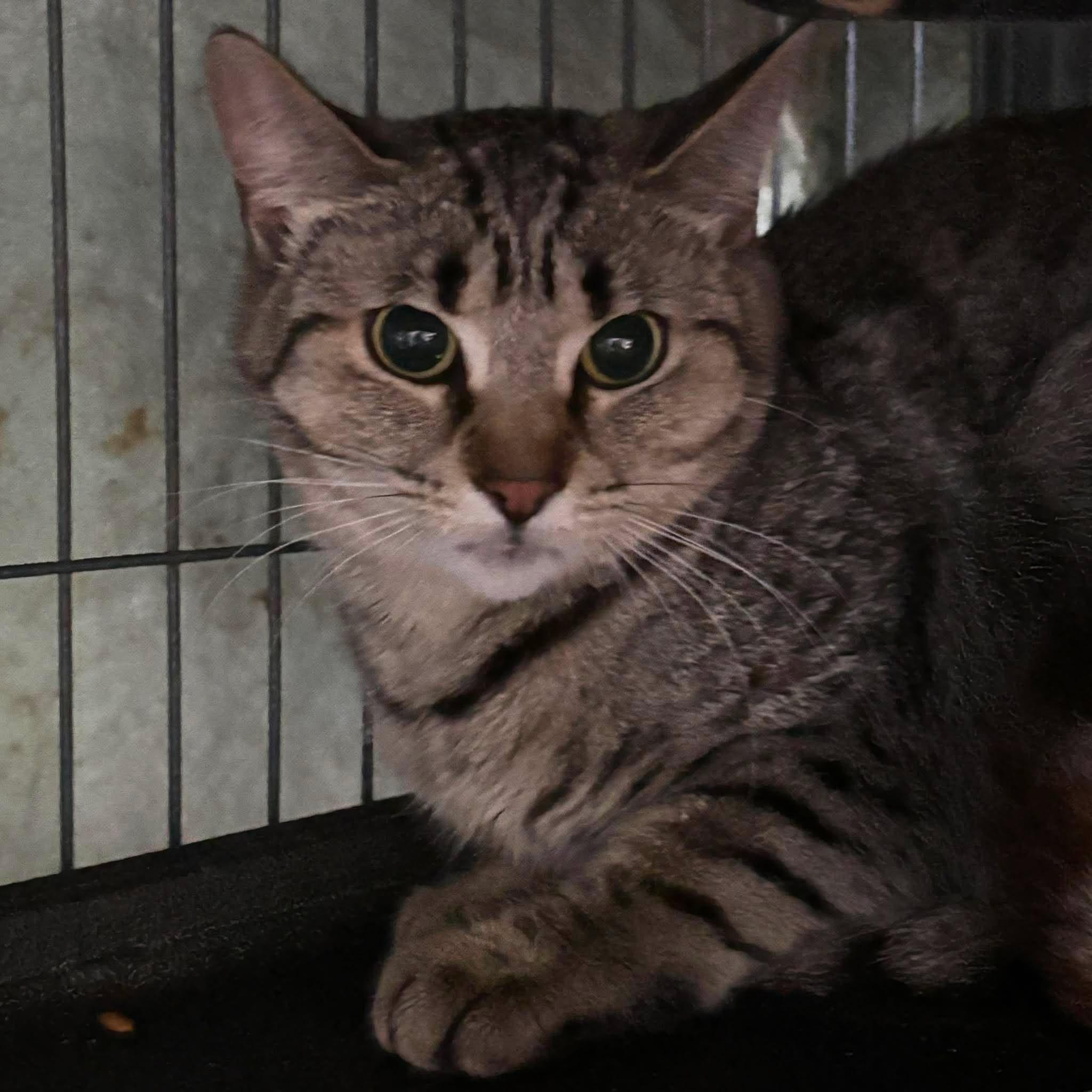 Enlarge HERA, a Adoptable Domestic Short Hair in Tillsonburg, ON image 1/3