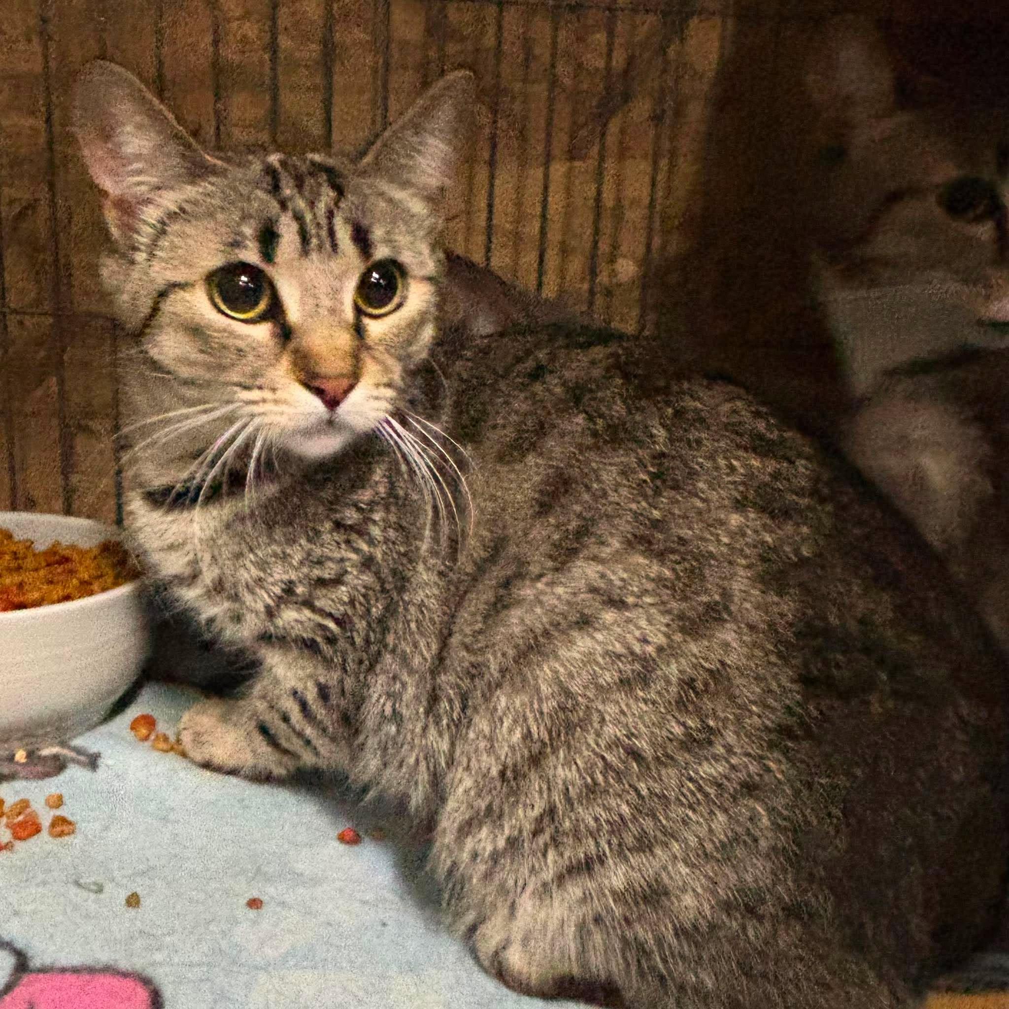 Enlarge HERA, a Adoptable Domestic Short Hair in Tillsonburg, ON image 2/3