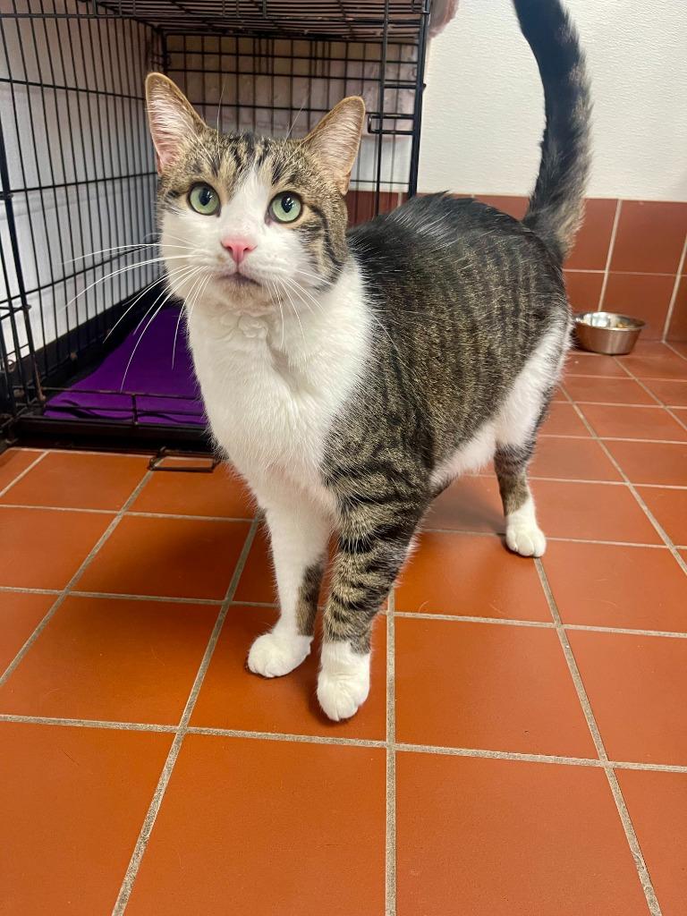Morris, an adoptable Domestic Short Hair in Battle Creek, MI_image-1