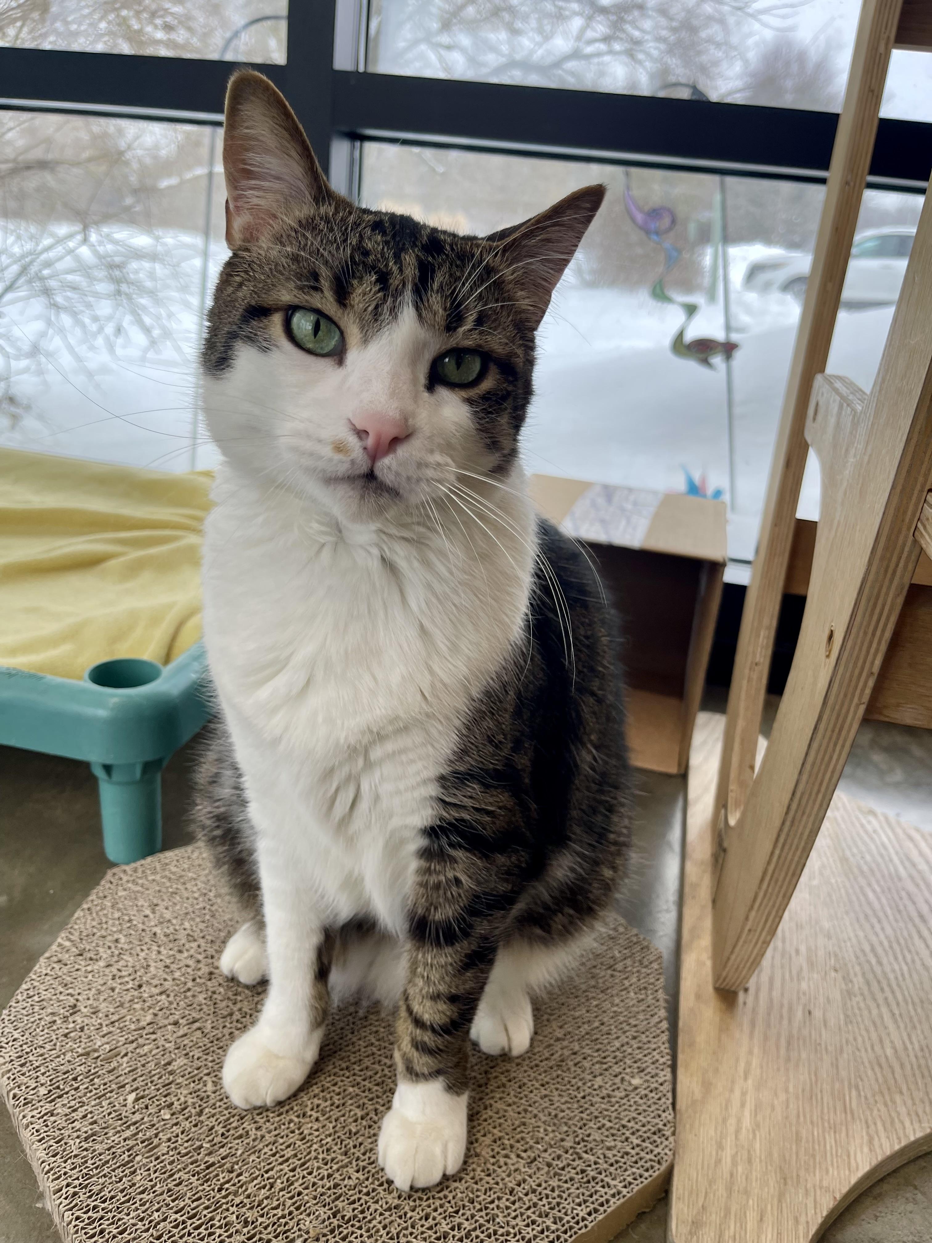 Morris, Adoptable, Senior Male Domestic Short Hair.