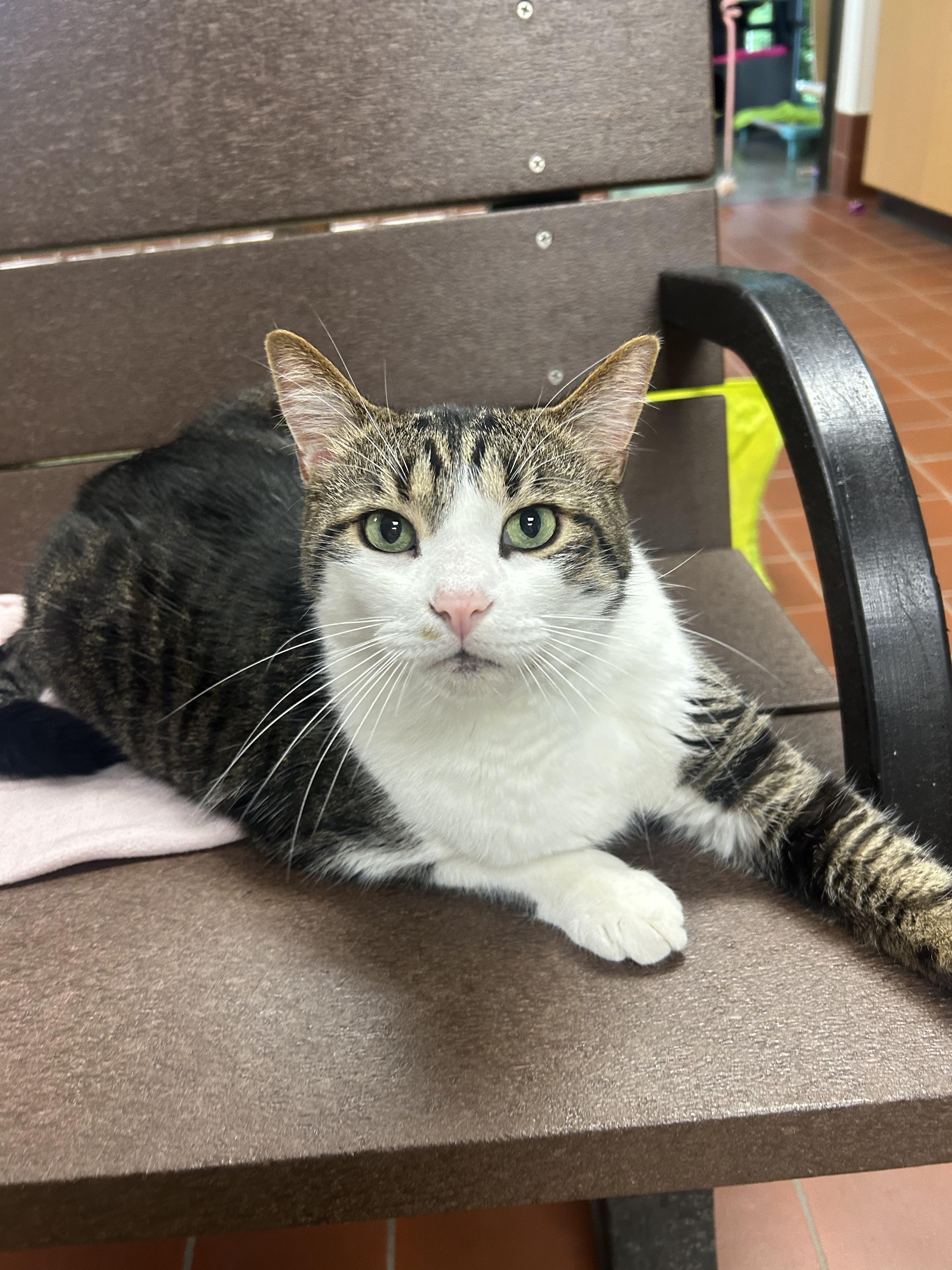 Enlarge Morris, a Adoptable Domestic Short Hair in Battle Creek, MI image 3/3