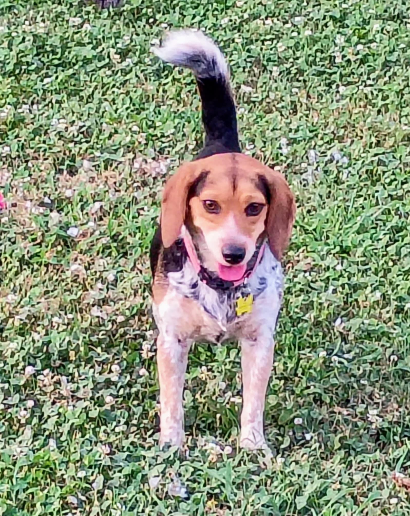 Sweetie, a Adoptable Beagle image 5/6