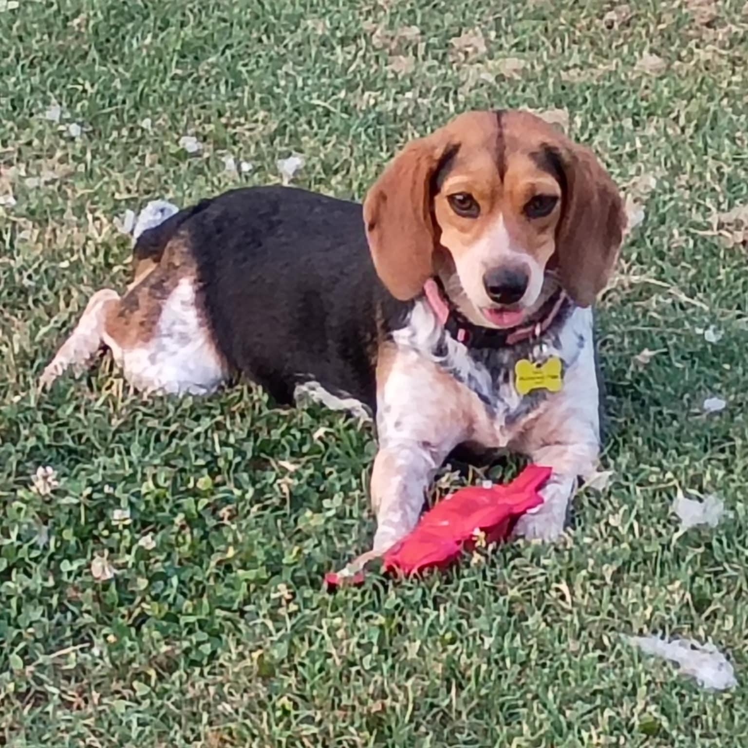 Sweetie, a Adoptable Beagle image 1/6