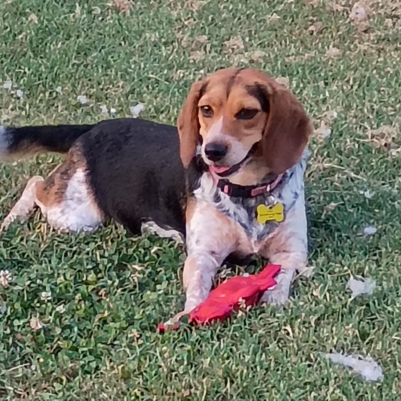 Sweetie, a Adoptable Beagle image 2/6
