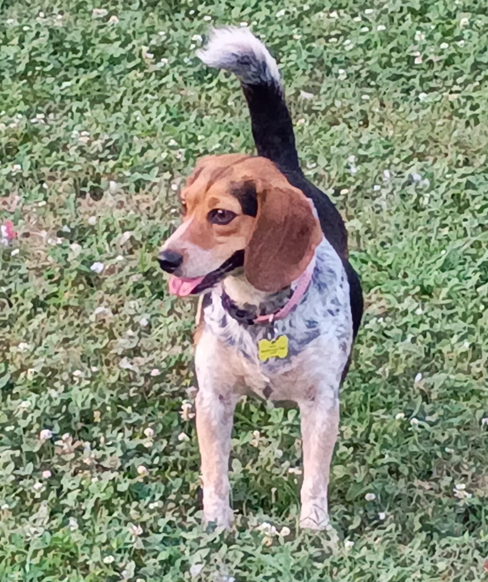 Sweetie, a Adoptable Beagle image 4/6