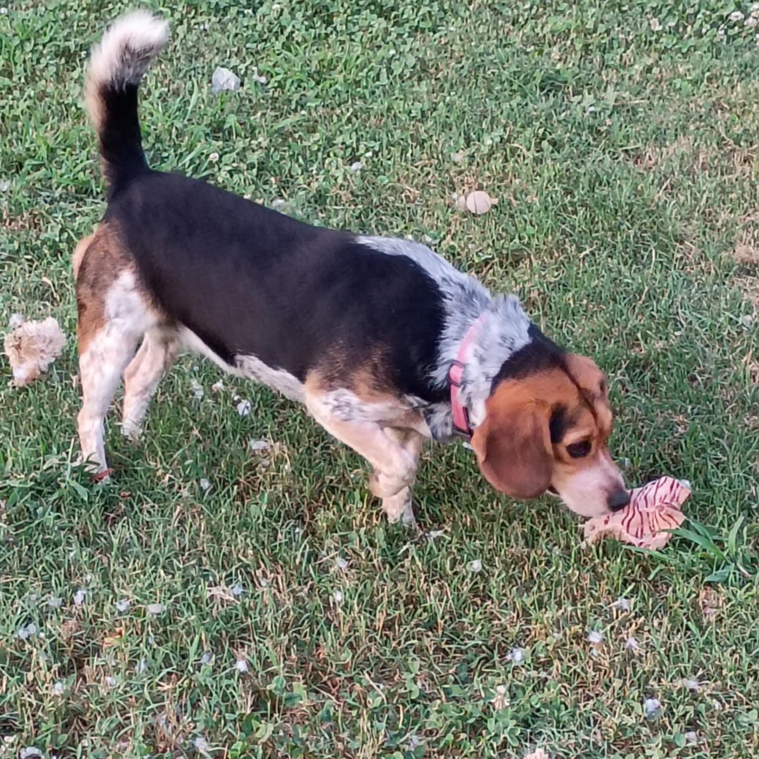 Sweetie, a Adoptable Beagle image 3/6