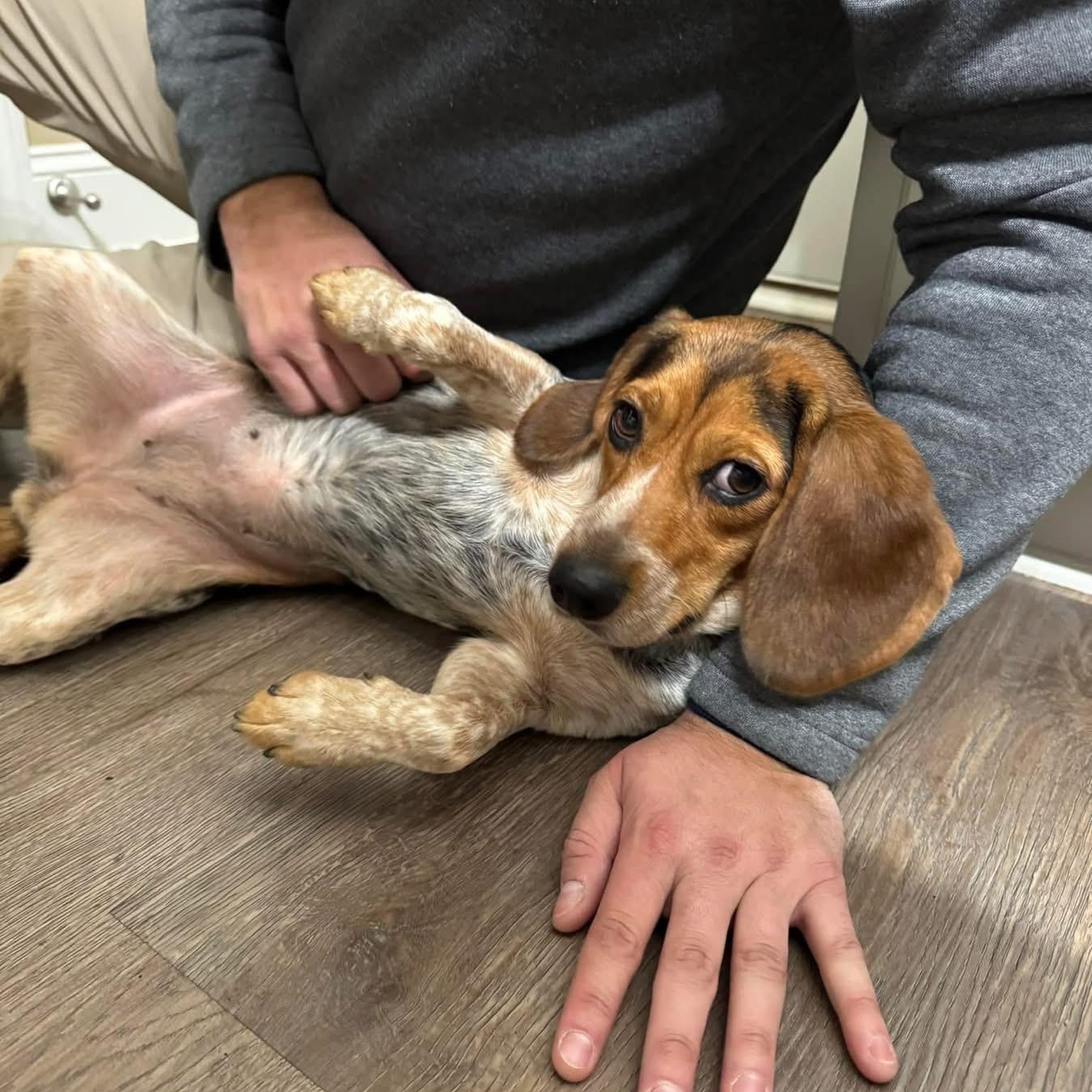 Sweetie, a Adoptable Beagle image 6/6