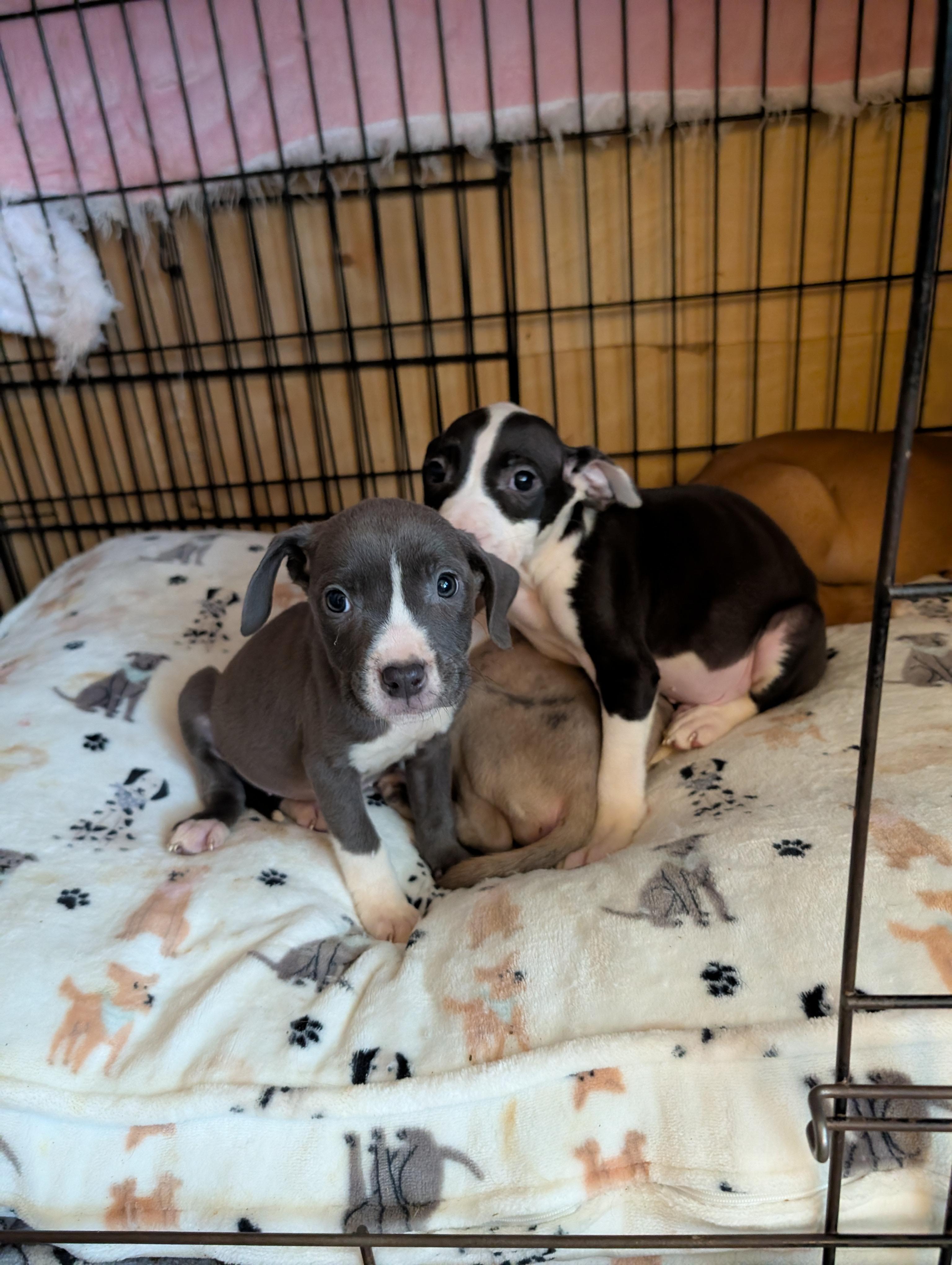 Enlarge RAINA, an adopted mixed breed in Browns Mills, NJ image 2/2