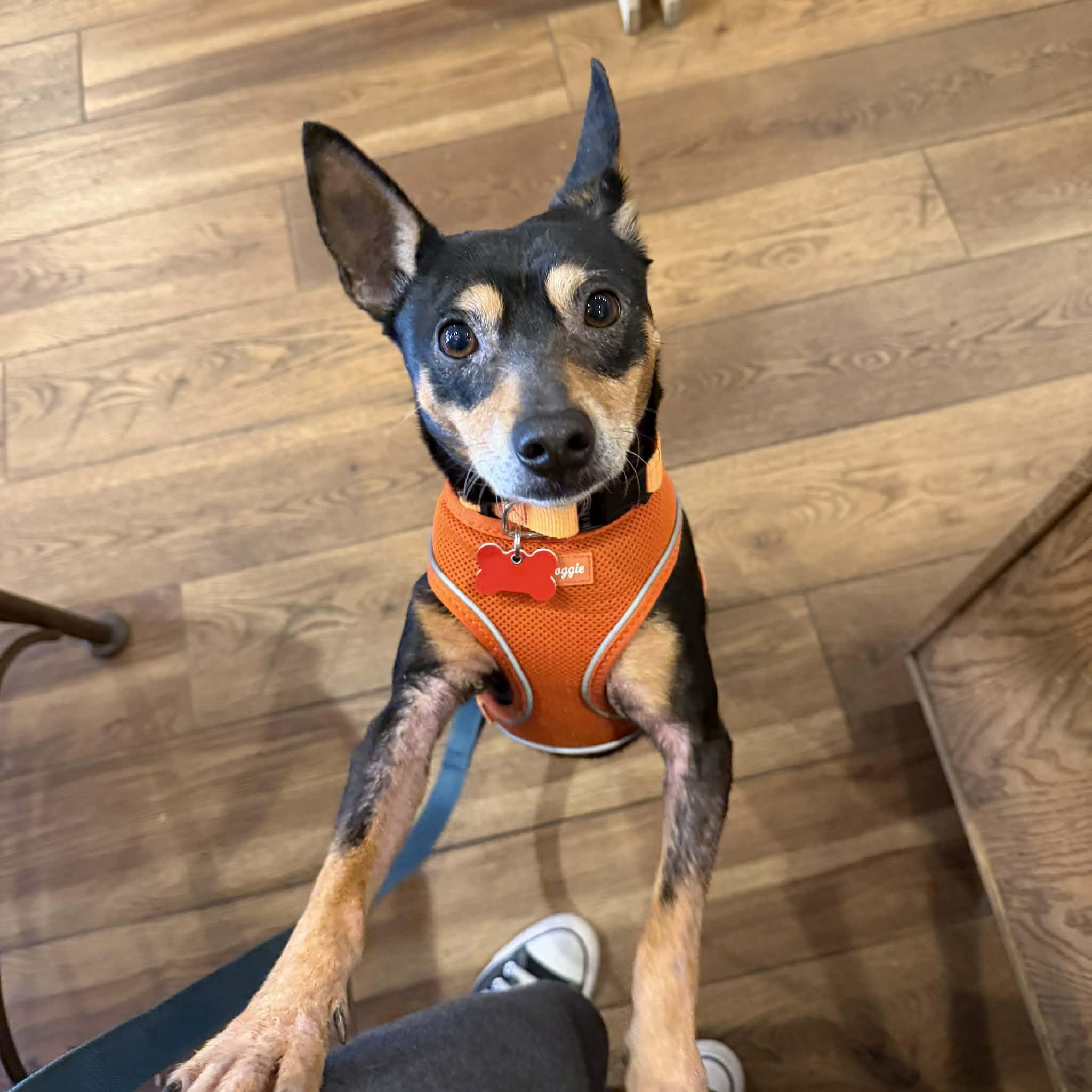 Enlarge Tic Tac, a ADOPTABLE mixed breed in Boulder, CO image 4/6