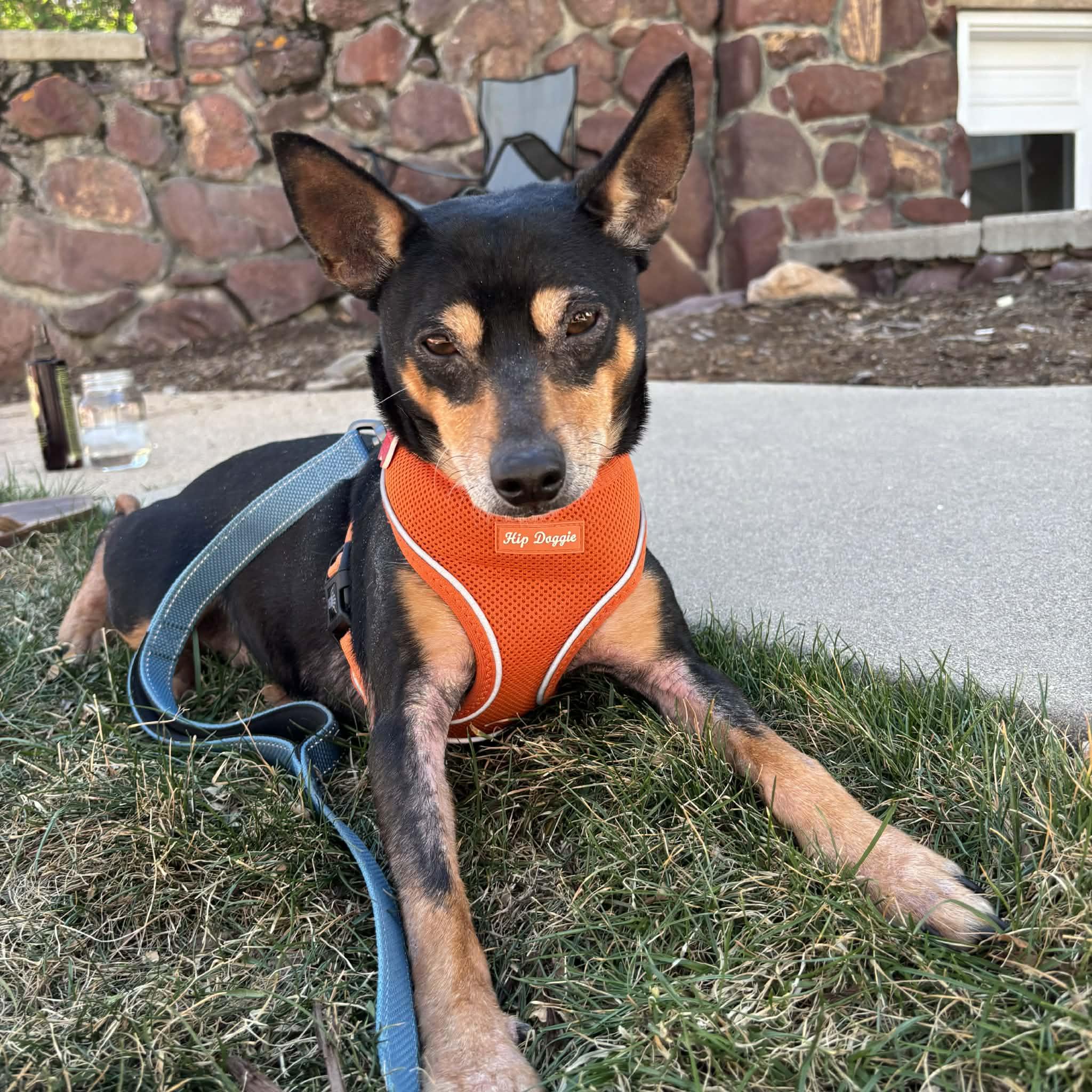 Enlarge Tic Tac, a ADOPTABLE mixed breed in Boulder, CO image 5/6