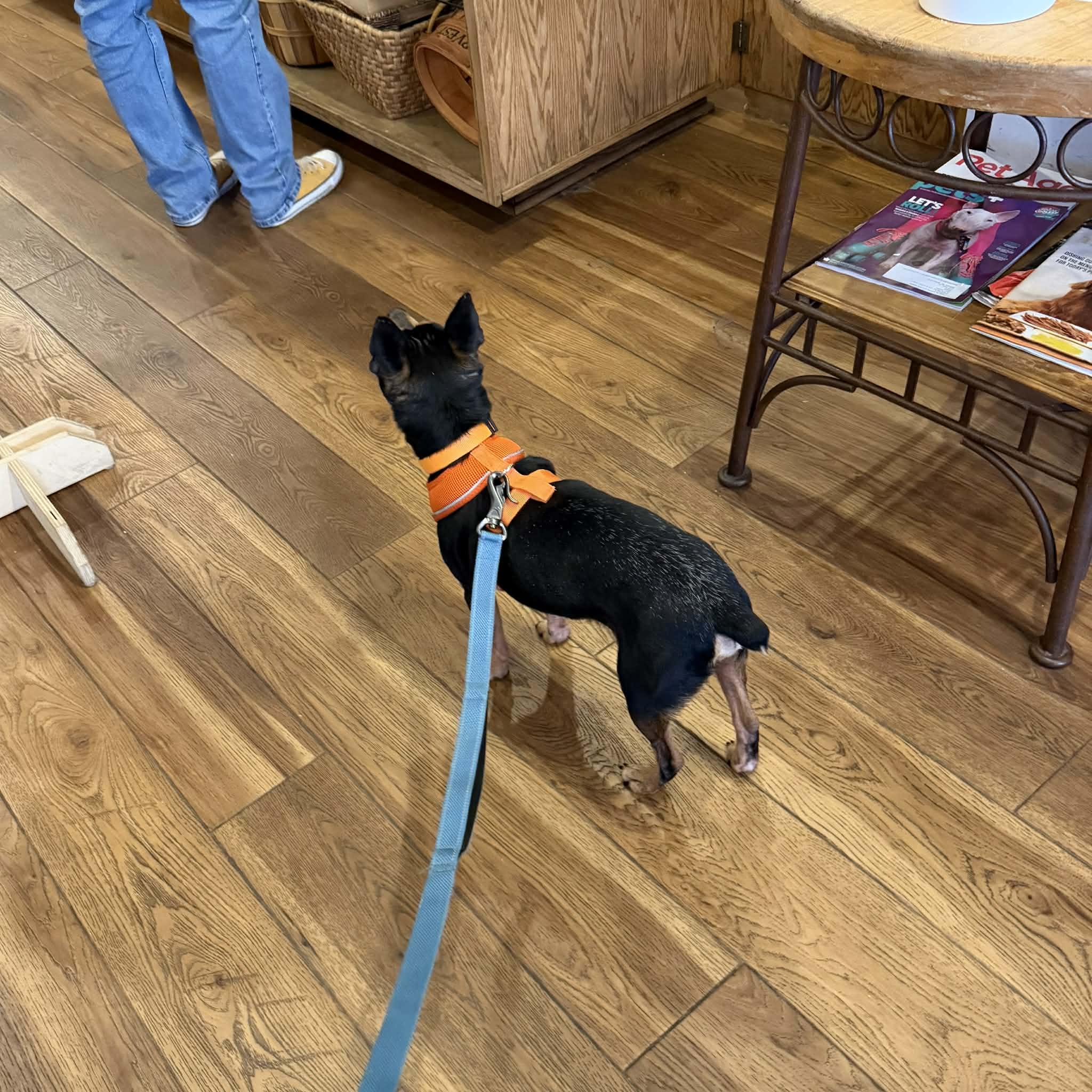 Enlarge Tic Tac, a ADOPTABLE mixed breed in Boulder, CO image 6/6