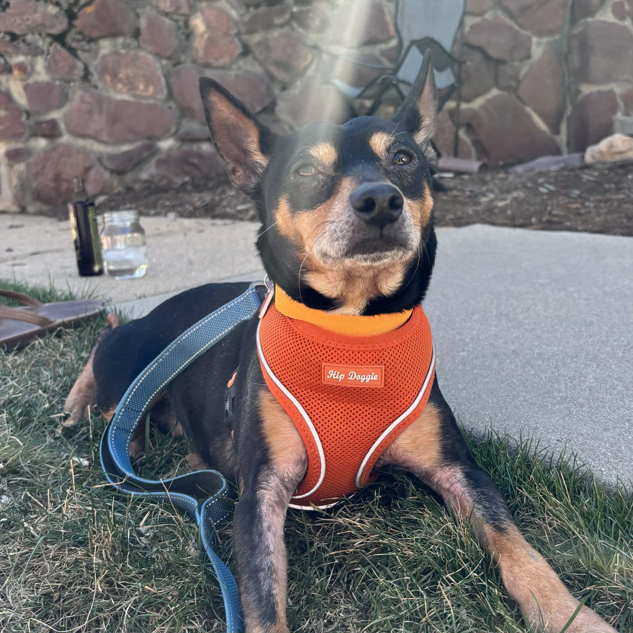 Enlarge Tic Tac, a ADOPTABLE mixed breed in Boulder, CO image 2/6
