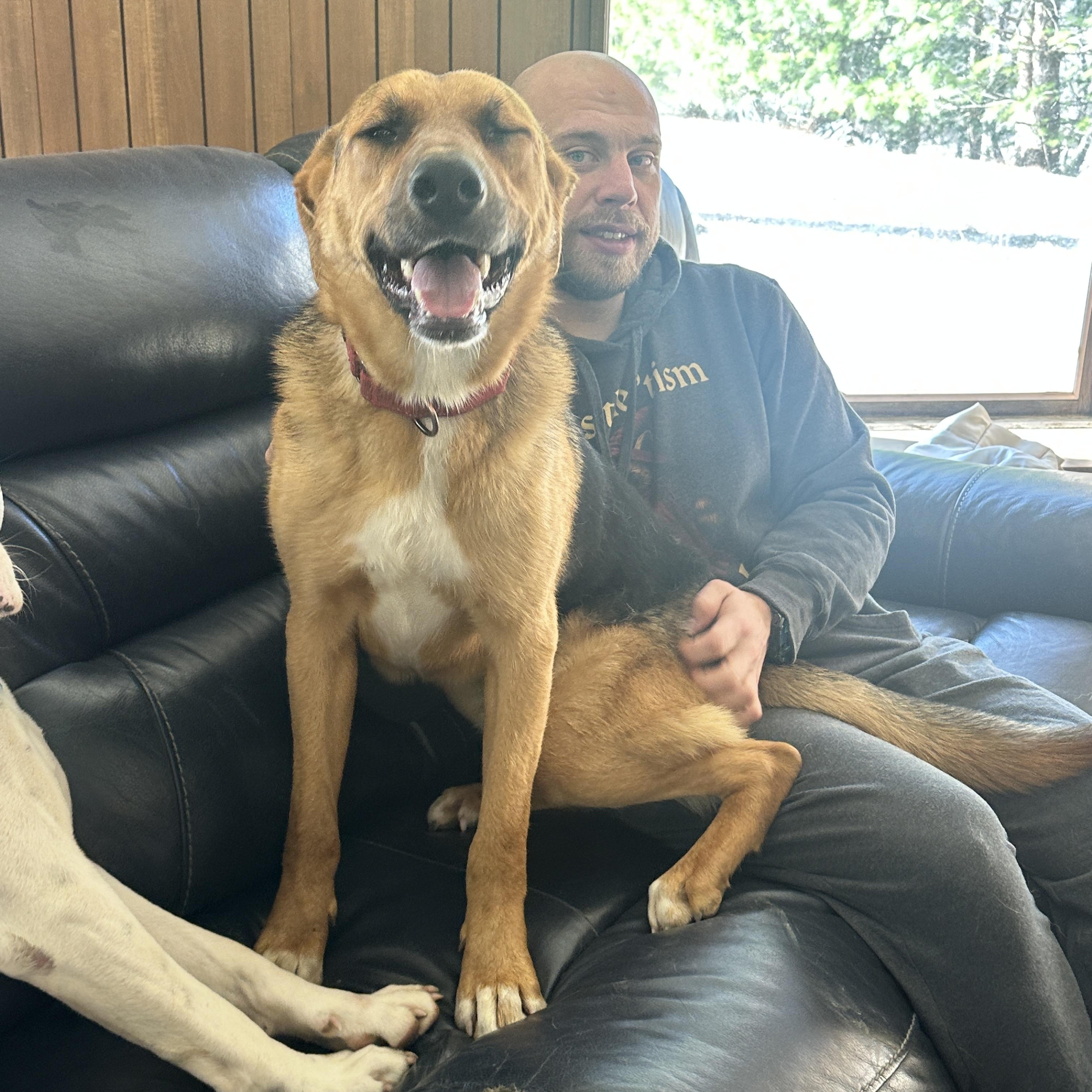 Enlarge Pringle, a ADOPTABLE mixed breed in Alliance, OH image 3/4