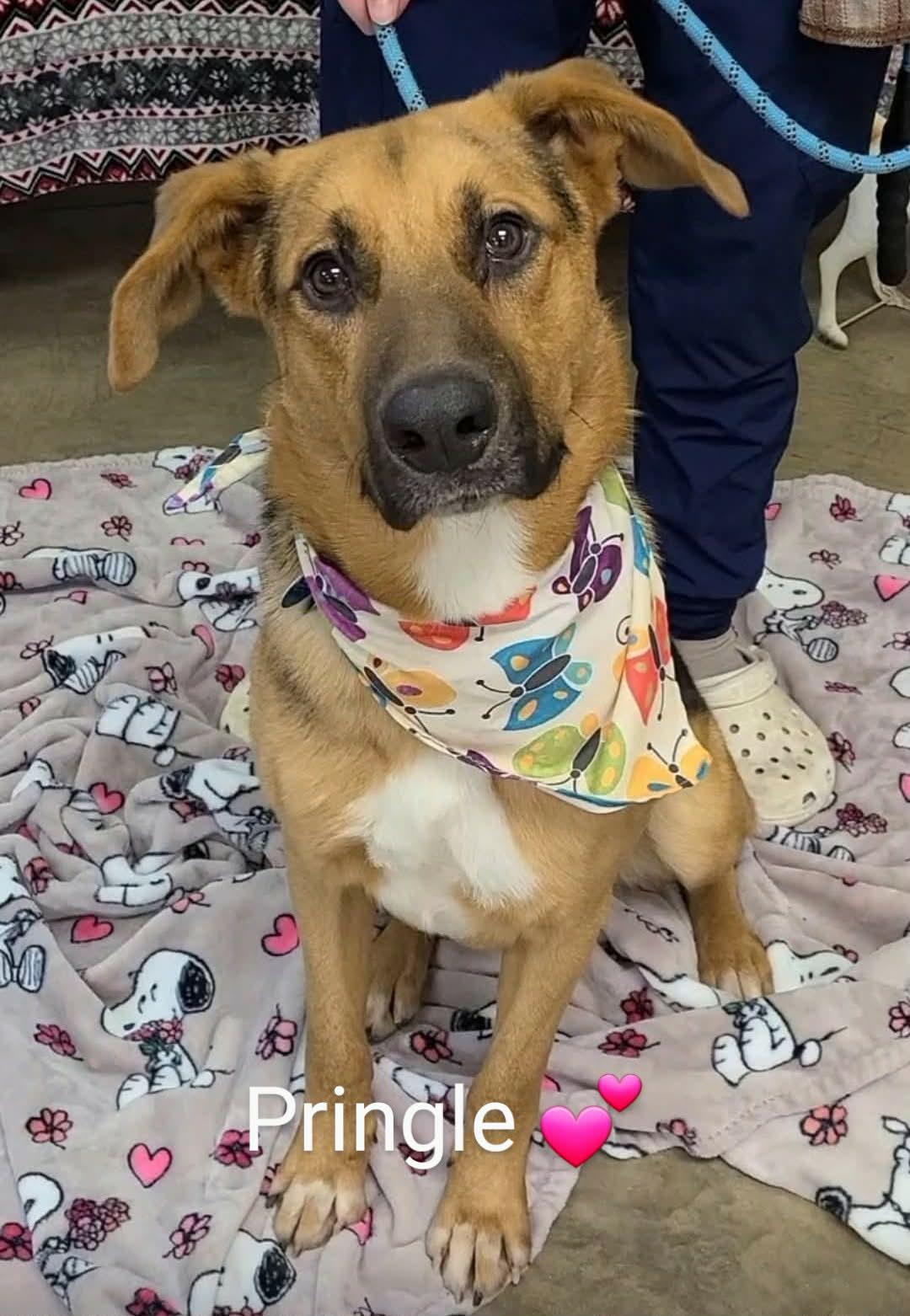 Pringle, ADOPTABLE, Young Male German Shepherd Dog.