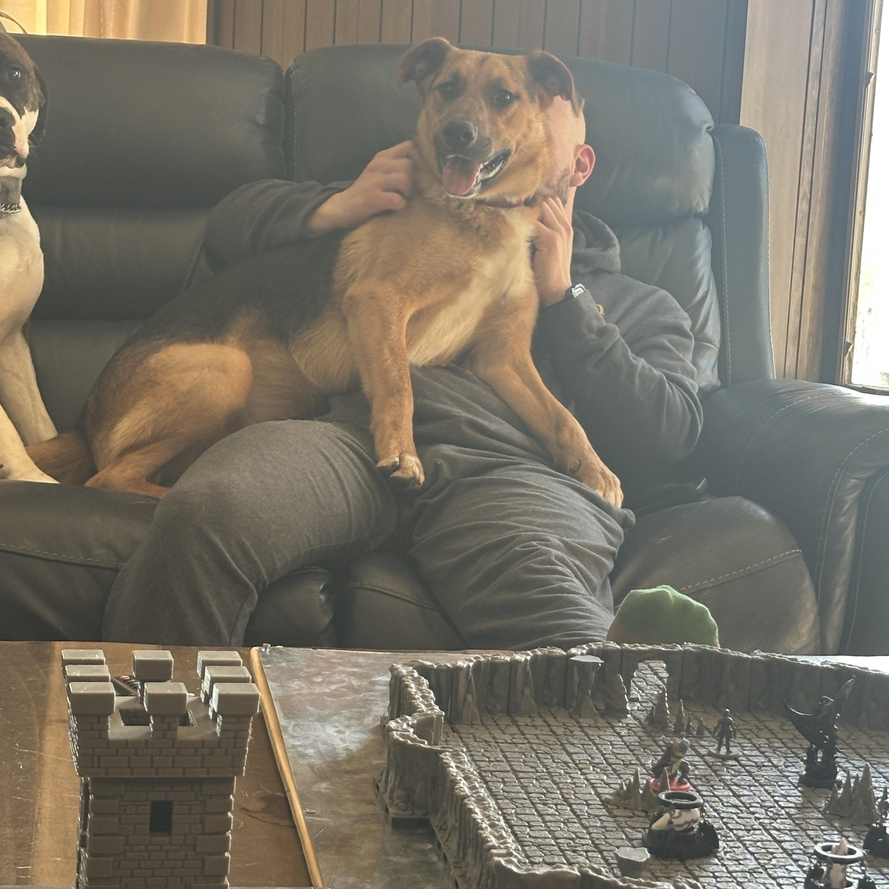 Pringle, ADOPTABLE, Young Male German Shepherd Dog.