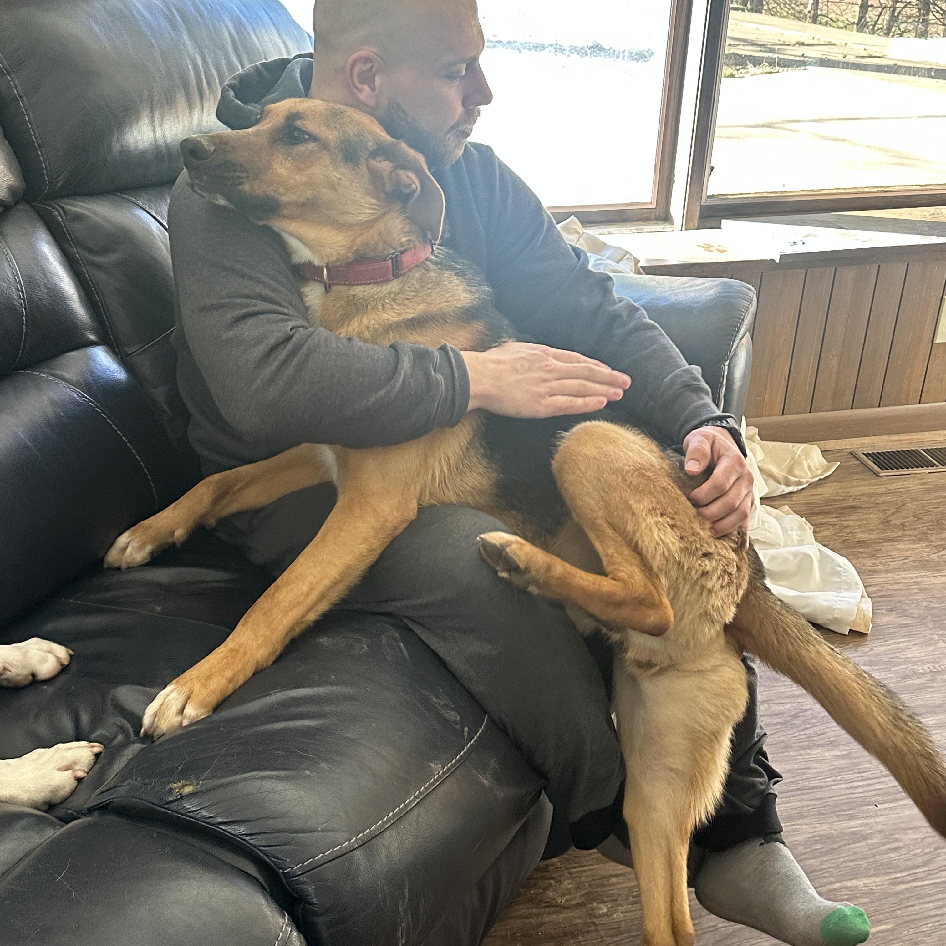 Enlarge Pringle, a ADOPTABLE mixed breed in Alliance, OH image 4/4